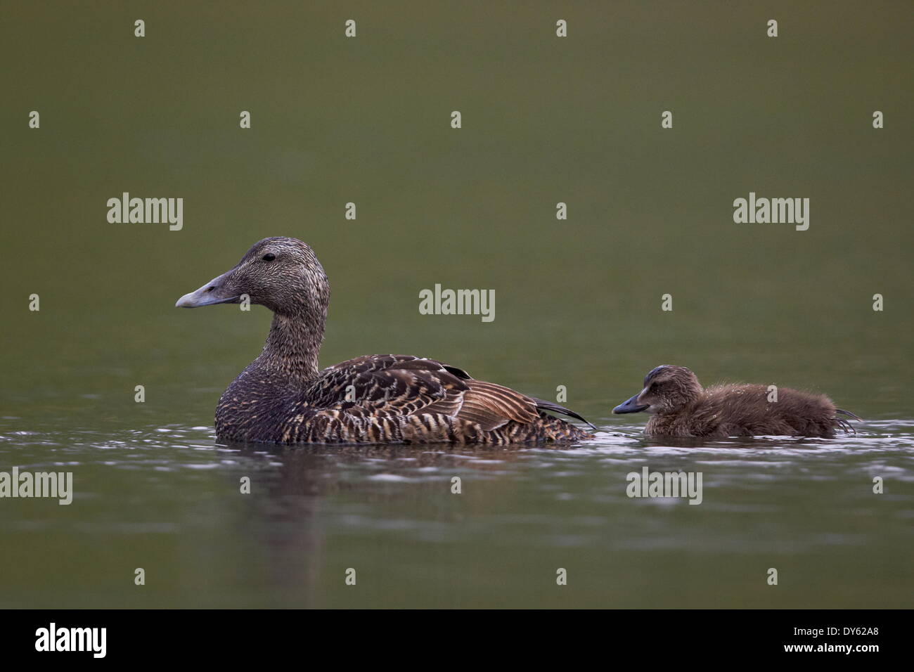 Eider comune (Somateria mollissima) femmina e pulcino, Islanda, regioni polari Foto Stock