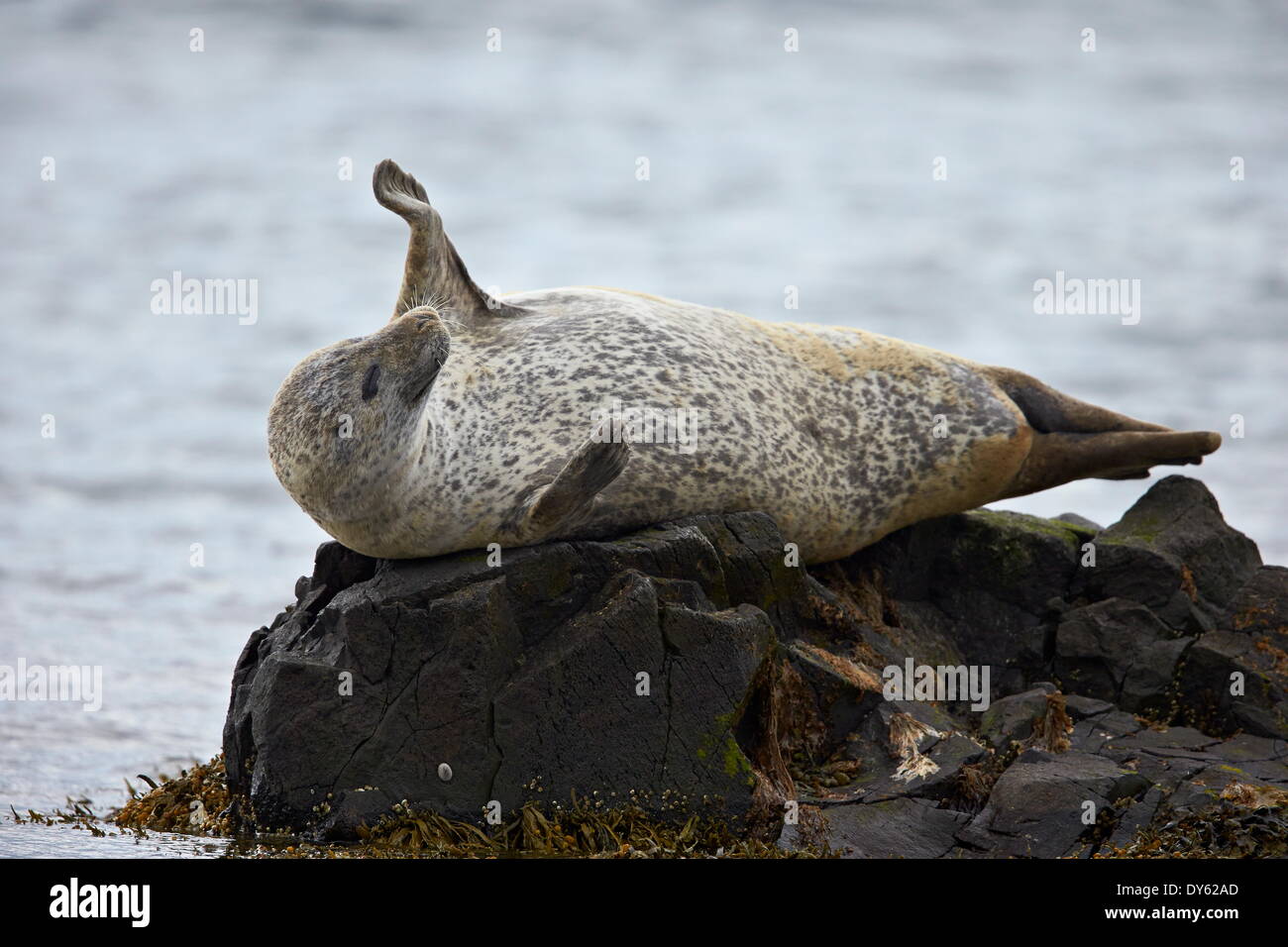 Porto di tenuta (guarnizione comune) (Phoca vitulina) stretching, Islanda, regioni polari Foto Stock