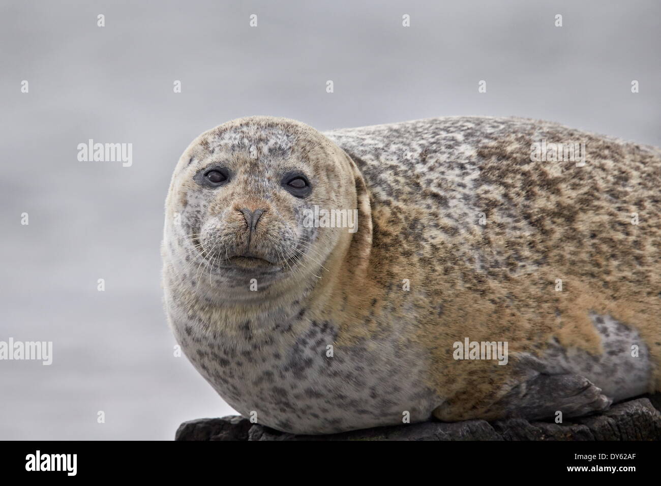 Porto di tenuta (guarnizione comune) (Phoca vitulina), Islanda, regioni polari Foto Stock