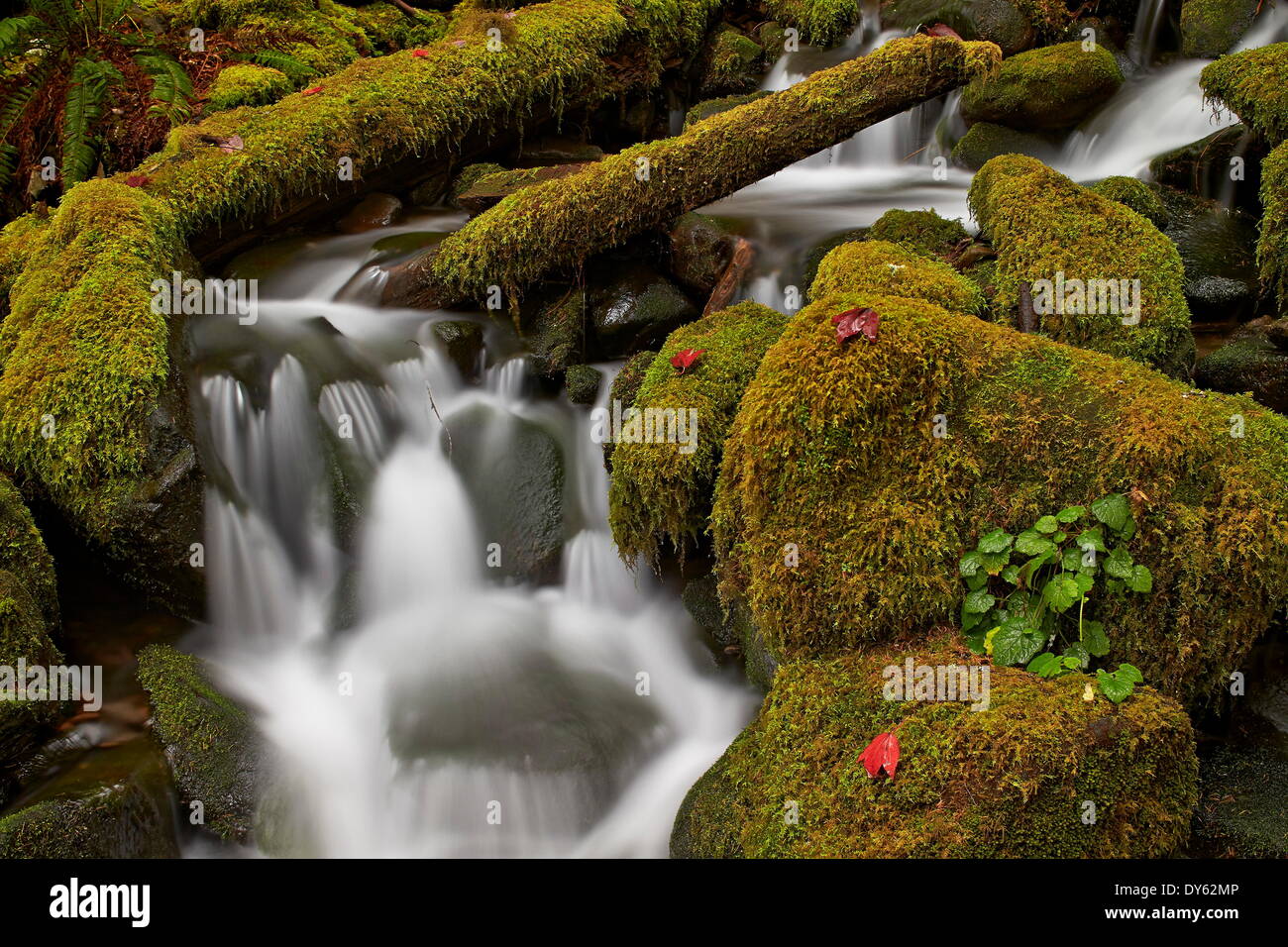 Cascate attraverso moss-coperta di massi, il Parco Nazionale di Olympic, sito UNESCO, Washington, Stati Uniti d'America Foto Stock