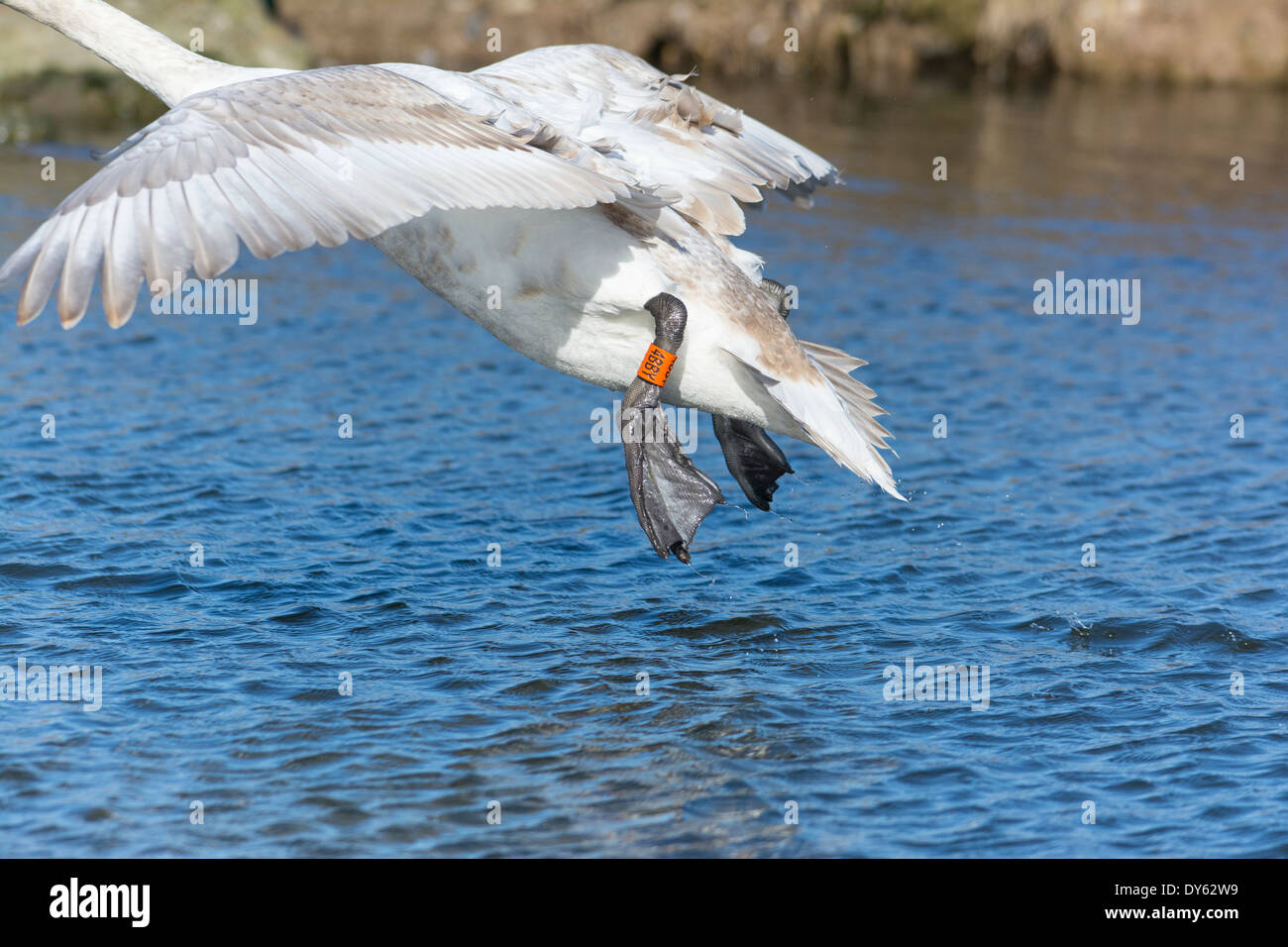 Swan con anello sulla gamba Foto Stock