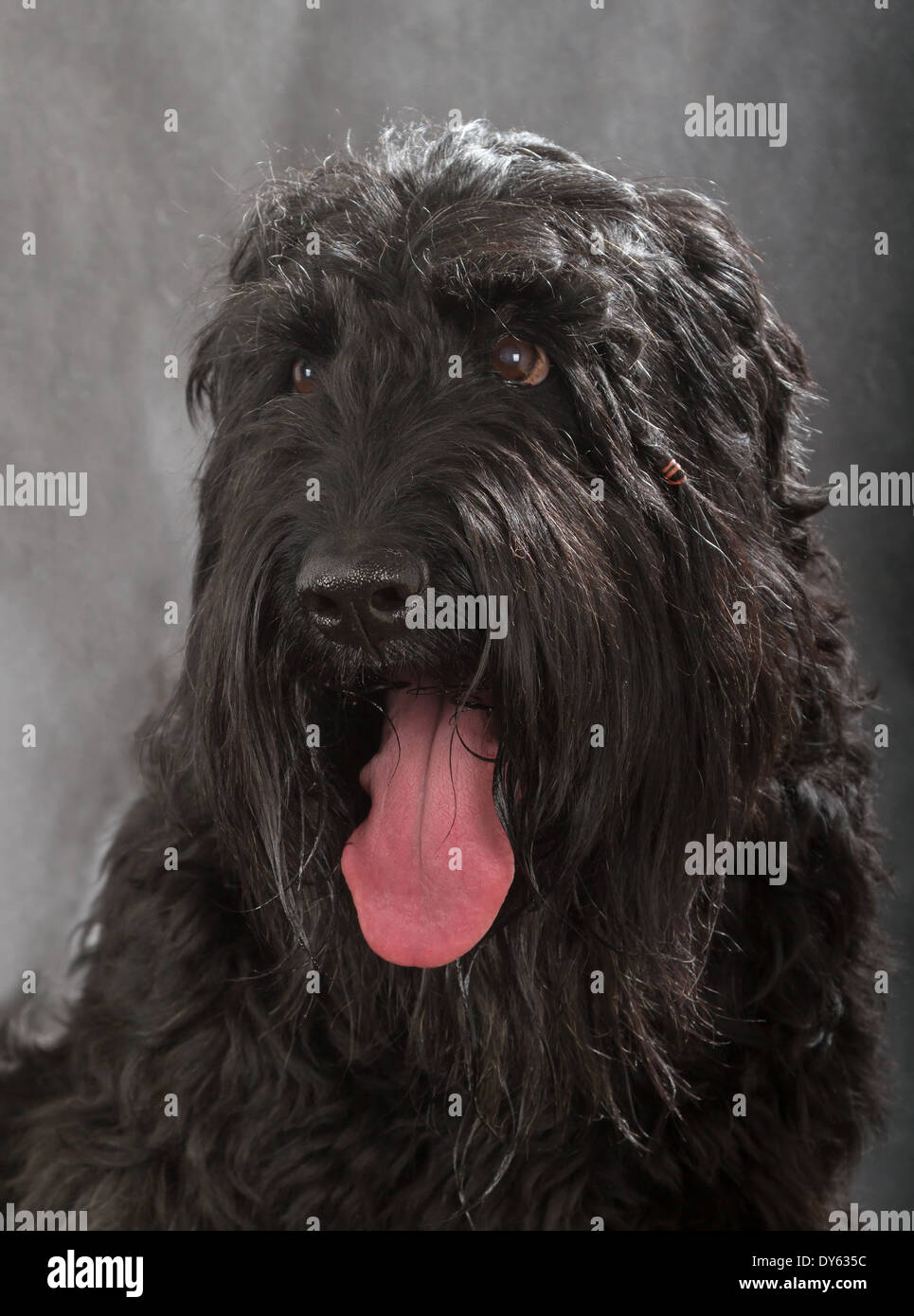 Black Russian Terrier (BRT o Stalin) cane su sfondo nero Foto Stock