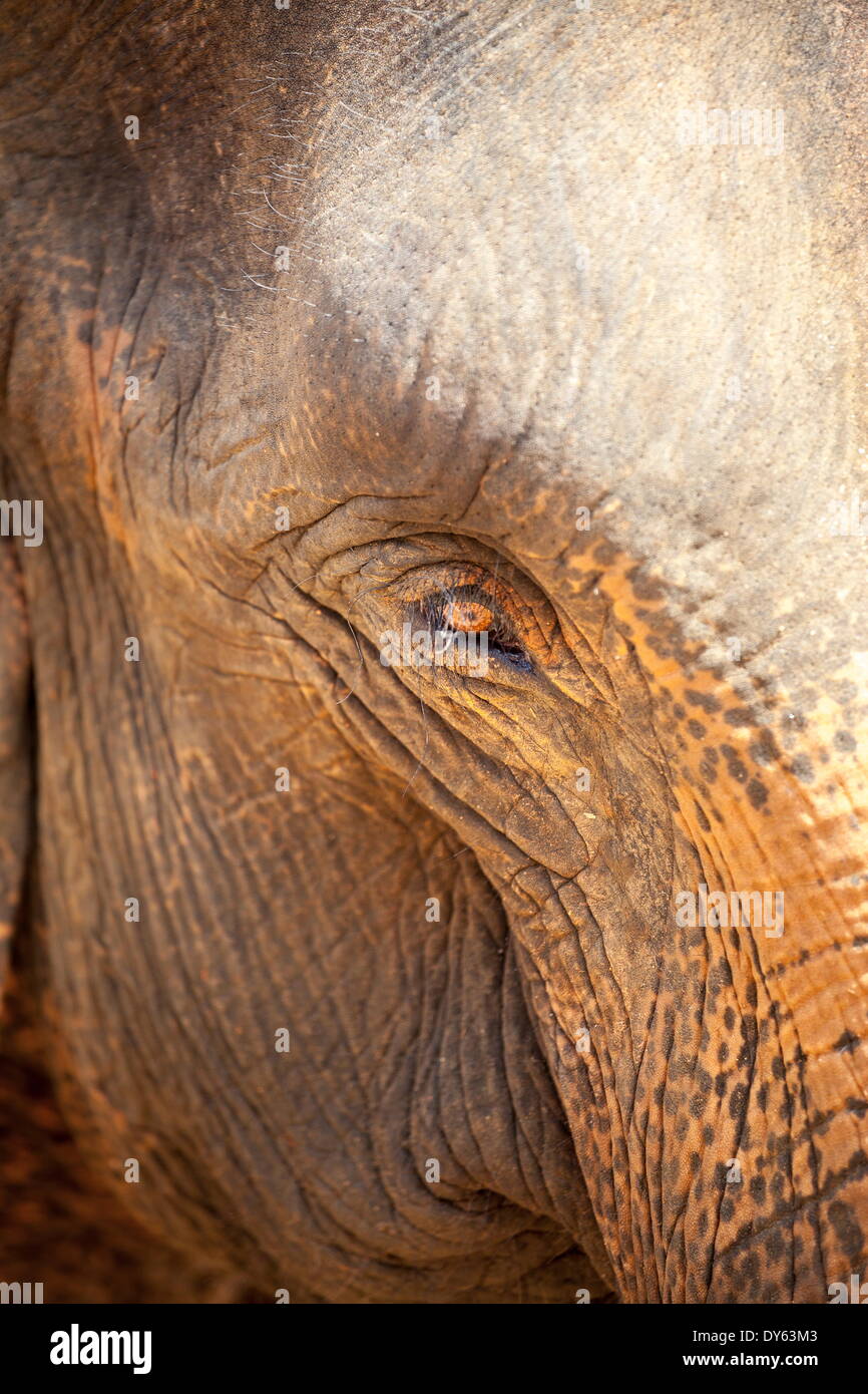 Close up di un adulto di elefante (Elephantidae) occhi e pelle zigrinato, Pinnewala Elephant Orfanotrofio, Sri Lanka, Asia Foto Stock