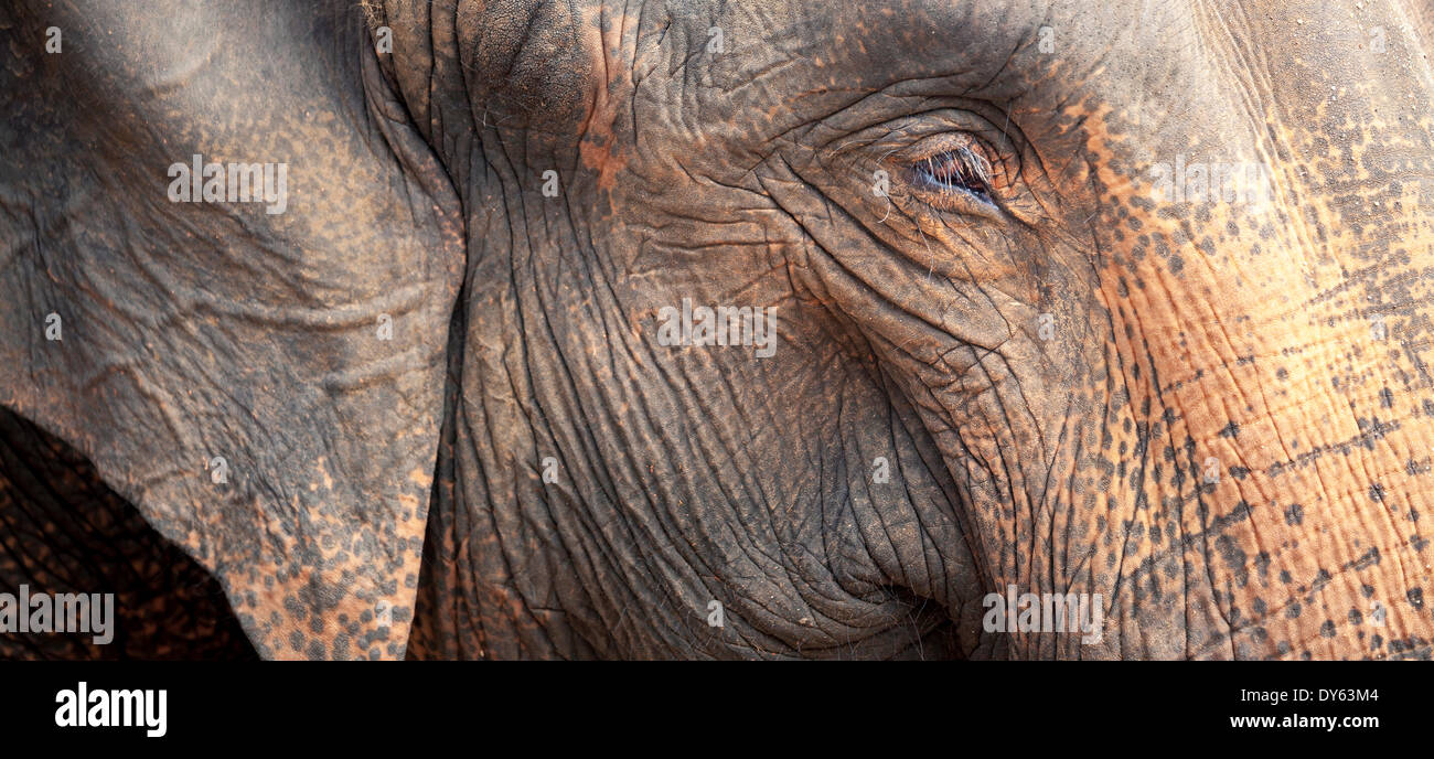 Close up di un adulto di elefante (Elephantidae) testa e pelle zigrinato, Pinnewala Elephant Orfanotrofio, Sri Lanka, Asia Foto Stock