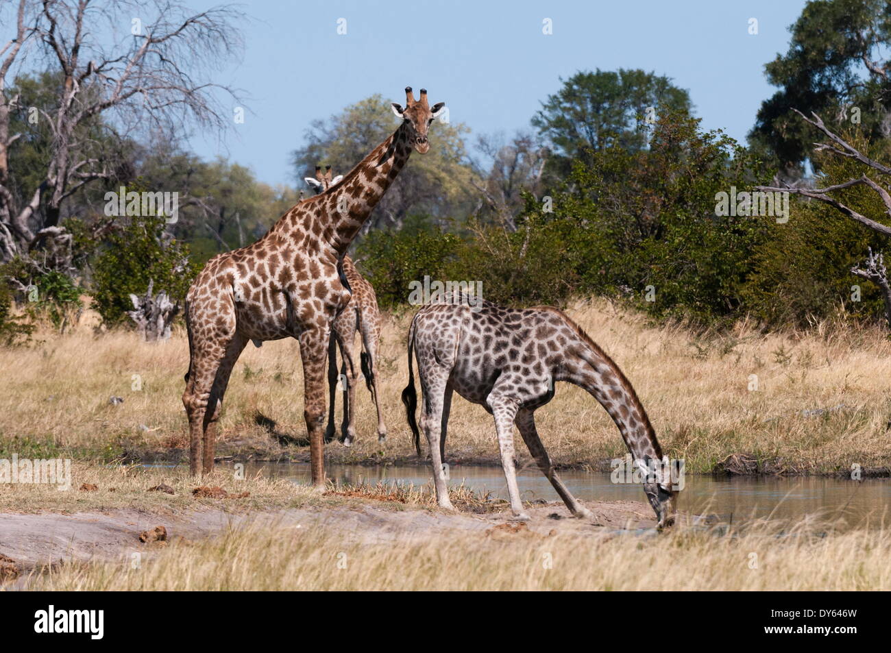 Giraffa meridionale (Giraffa camelopardalis), Khwai concessione, Okavango Delta, Botswana, Africa Foto Stock
