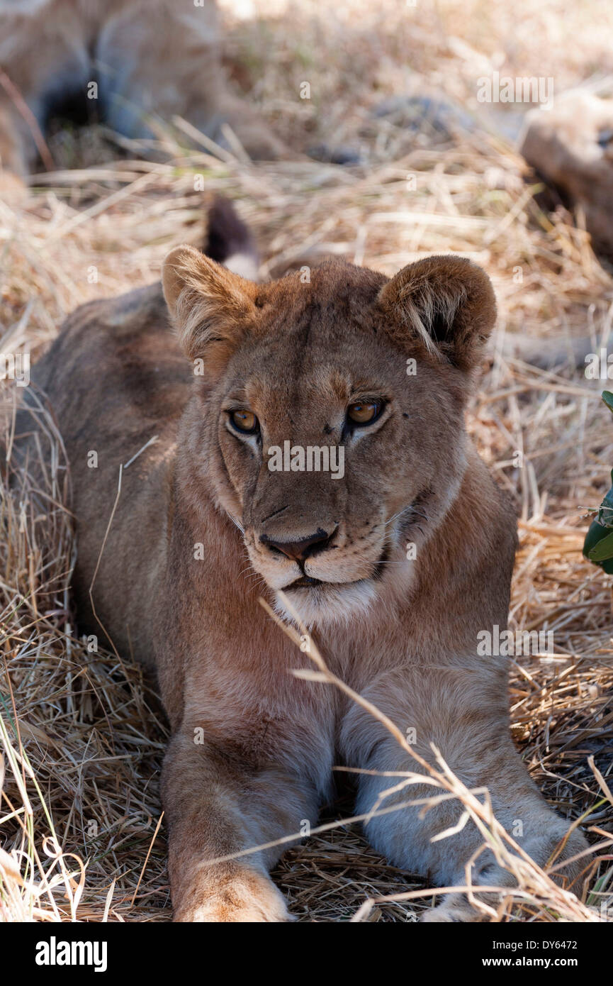 Lion (Panthera leo), Khwai concessione, Okavango Delta, Botswana, Africa Foto Stock