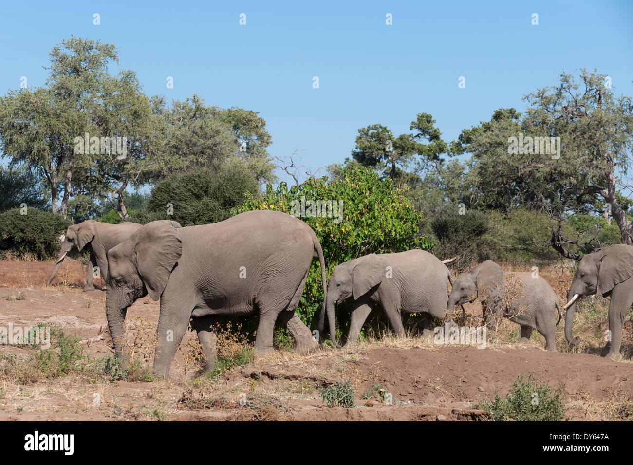 Elefante africano (Loxodonta africana), Riserva di Mashatu, Botswana, Africa Foto Stock