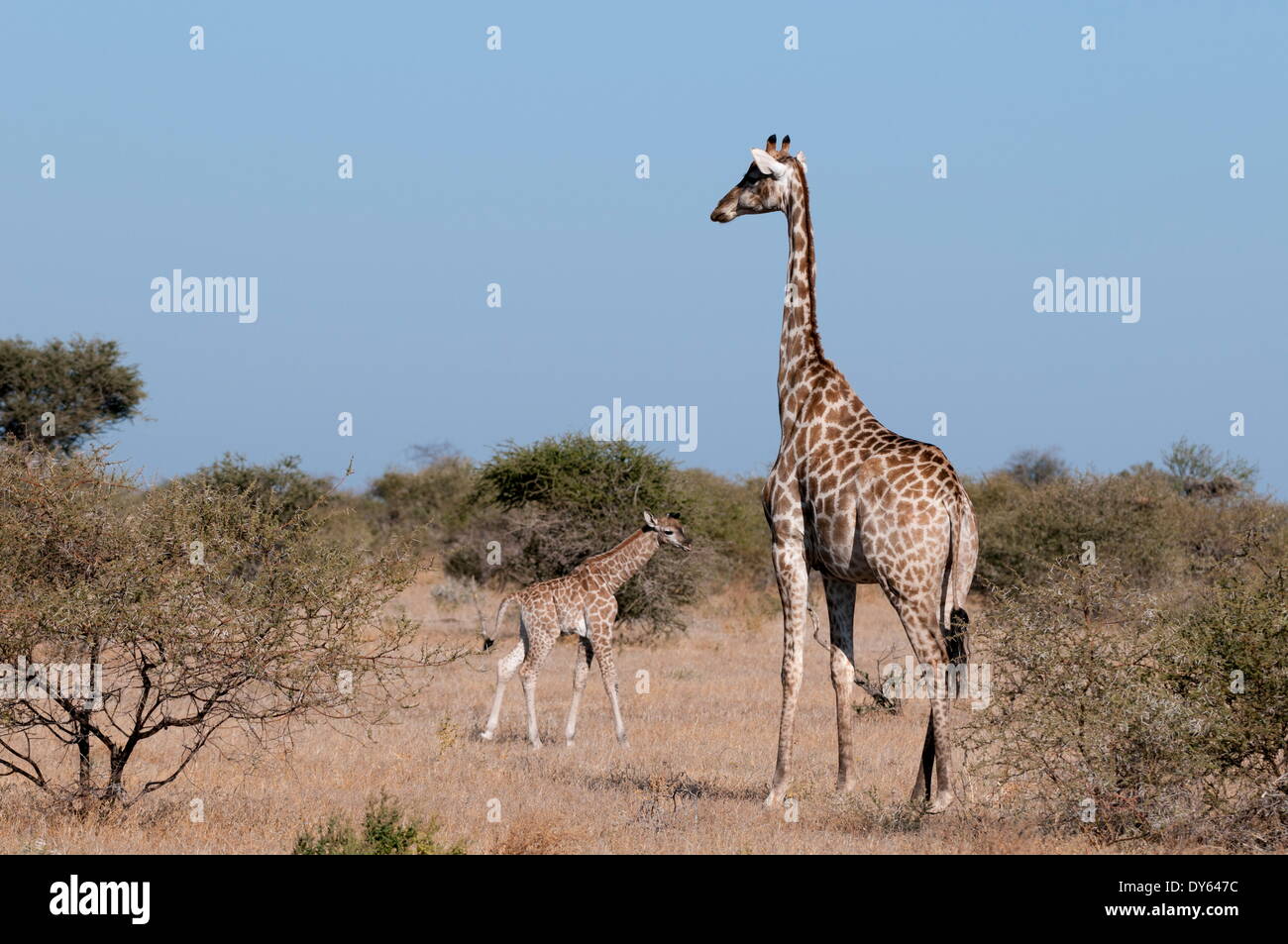 Giraffa meridionale (Giraffa camelopardalis), Riserva di Mashatu, Botswana, Africa Foto Stock