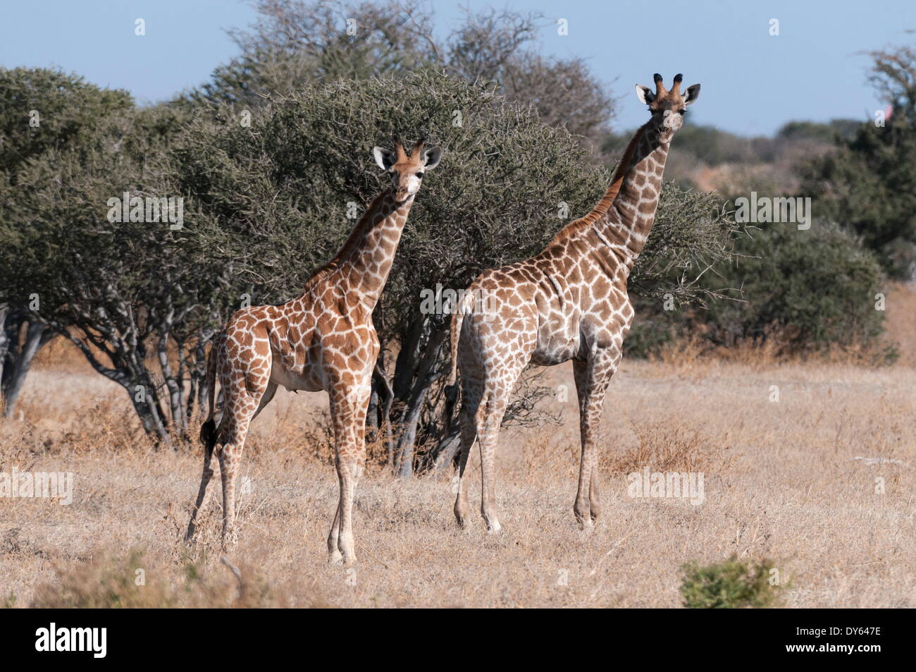 Giraffa meridionale (Giraffa camelopardalis), Riserva di Mashatu, Botswana, Africa Foto Stock