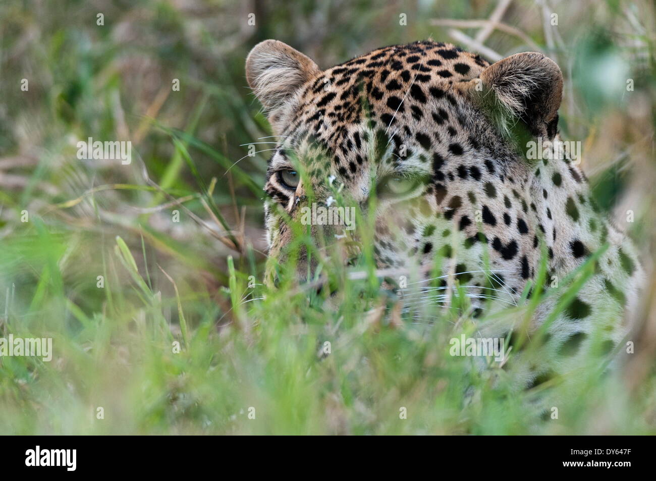 Leopard (Panthera pardus), Mala Mala Game Reserve, Sud Africa e Africa Foto Stock