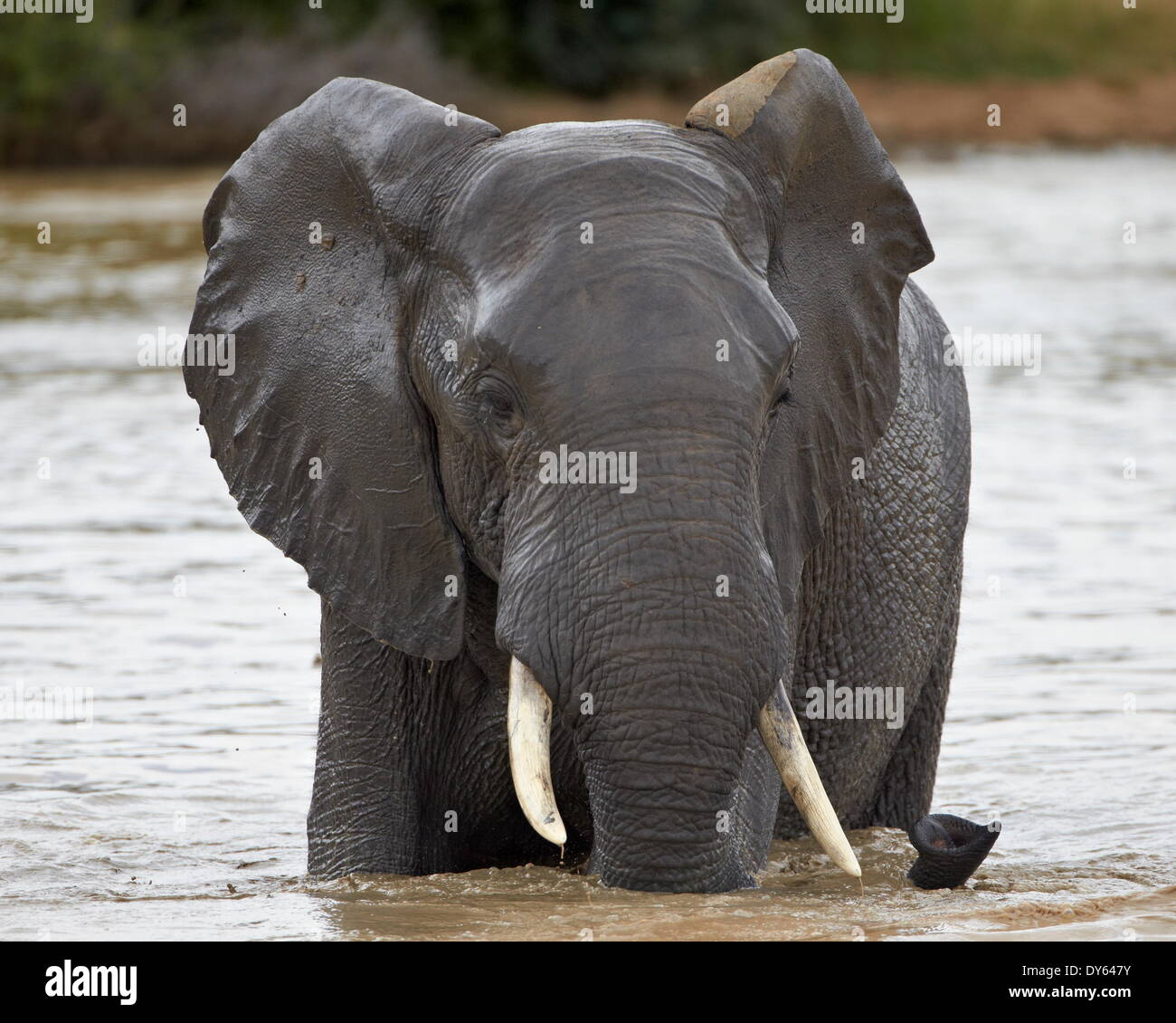 Elefante africano (Loxodonta africana), Kruger National Park, Sud Africa e Africa Foto Stock