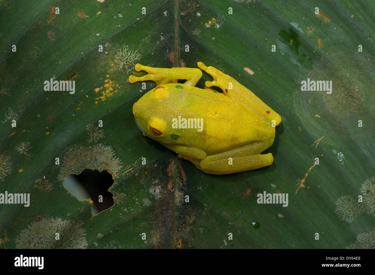 Una ruvida-pelato Treefrog verde (Hypsiboas cinerascens) dormire di giorno su una foglia verticale nel bacino amazzonico del Perù. Foto Stock