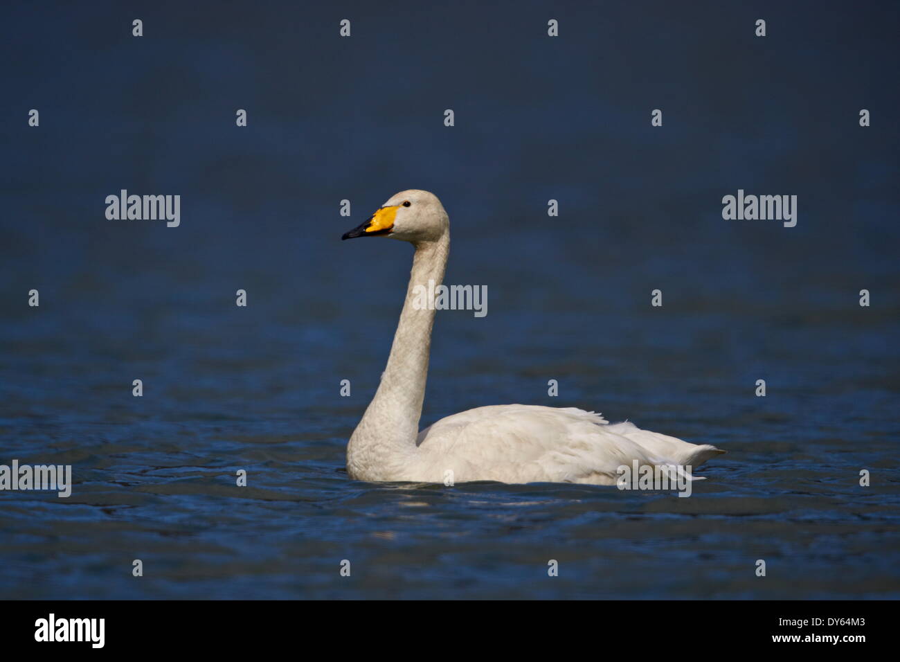 Whooper Swan (Cygnus cygnus) nuoto, Islanda, regioni polari Foto Stock