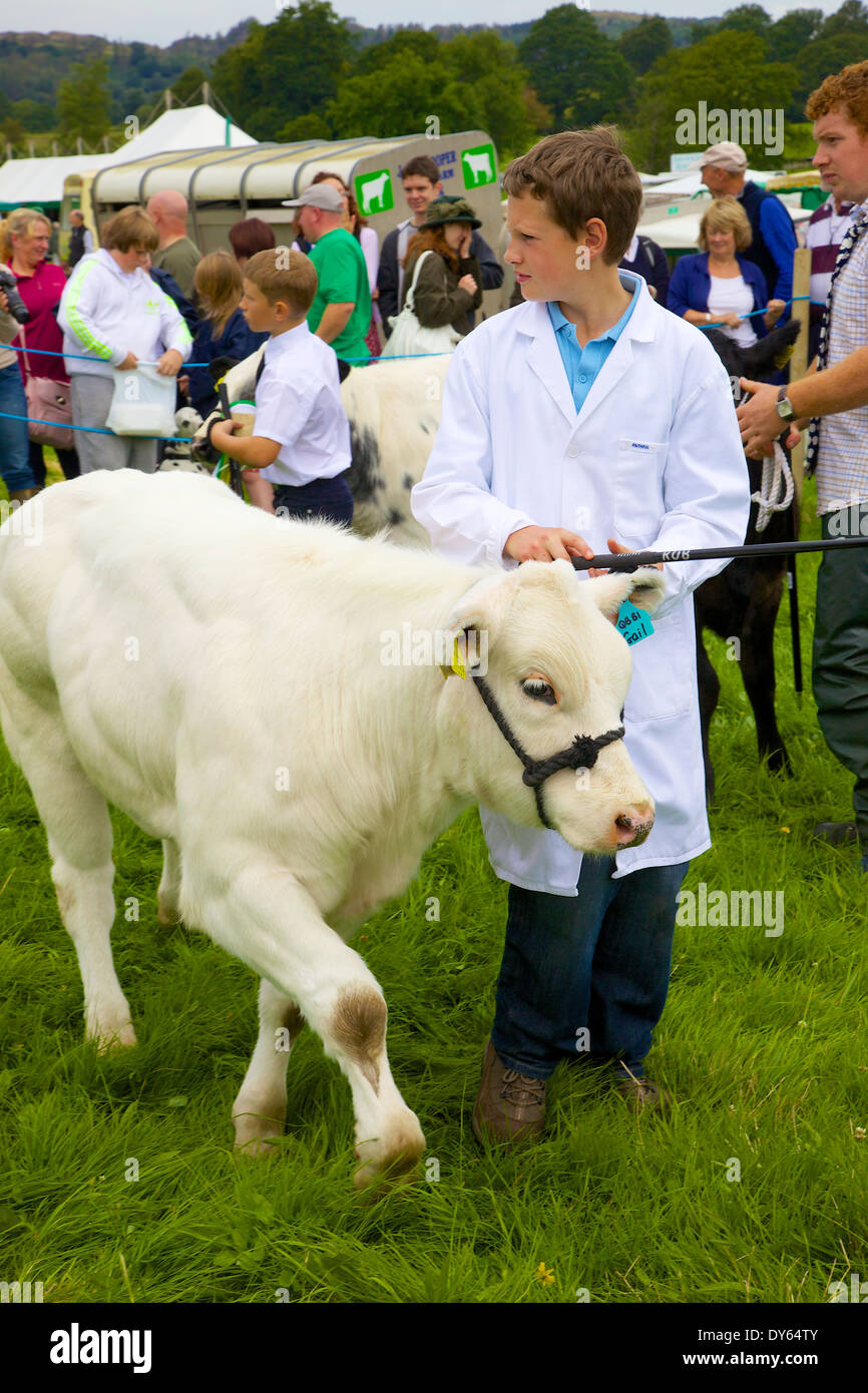 Ragazzo che mostra belga di vitello blu a Hawkshead Show, Hawkshead,Cumbria, England, Regno Unito Foto Stock