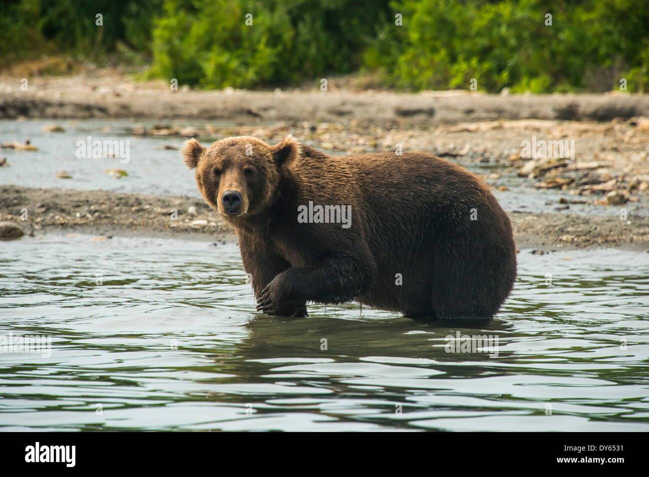 La Kamchatka l'orso bruno (Ursus arctos beringianus), Kurile Lago, Kamchatka, Russia, Eurasia Foto Stock