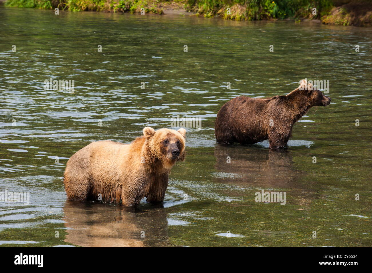 La Kamchatka l'orso bruno (Ursus arctos beringianus), Kurile Lago, Kamchatka, Russia, Eurasia Foto Stock