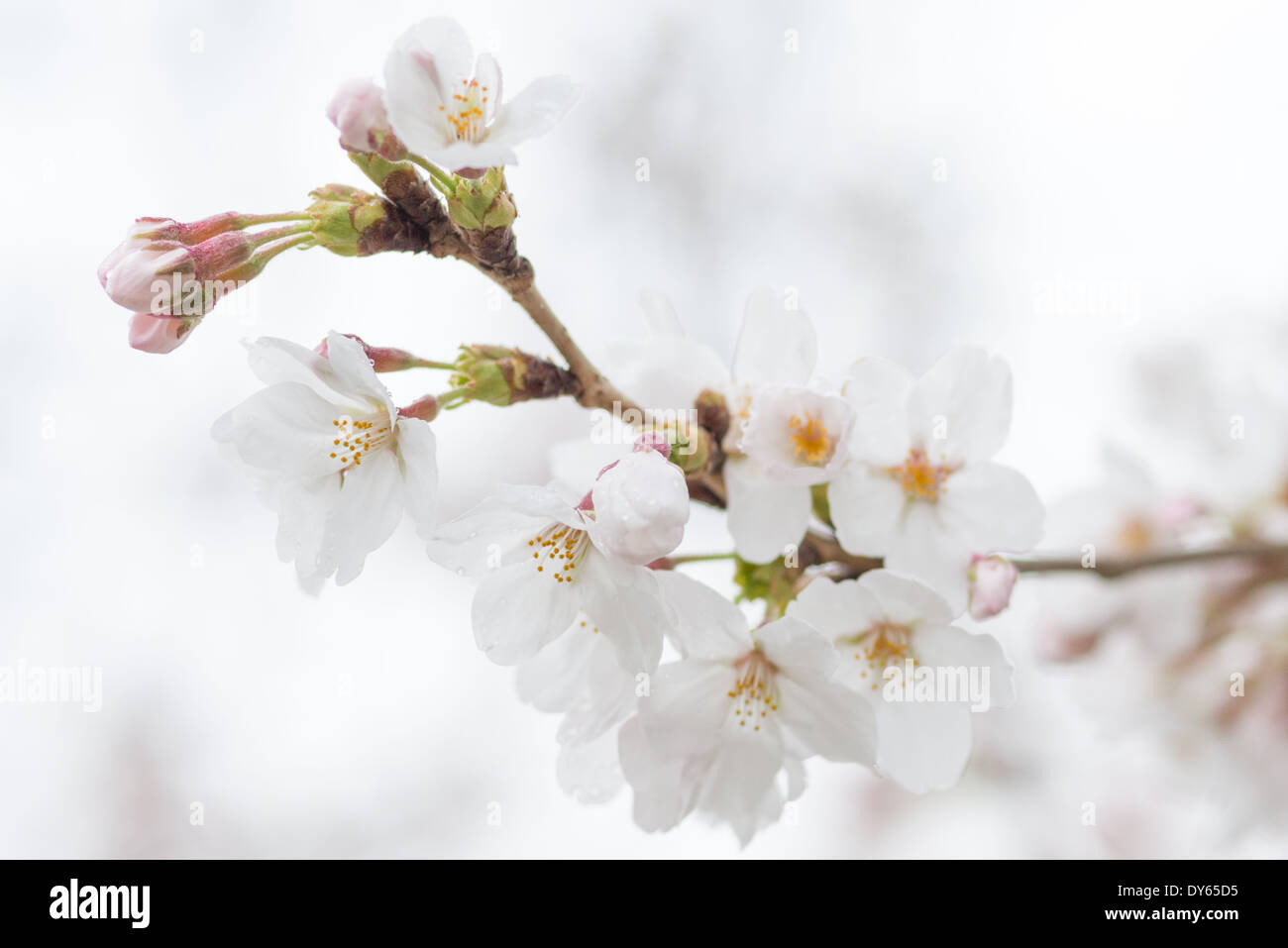 Fiori di ciliegio al Tidal Basin di Washington DC | WASHINGTON D.C., Stati Uniti — Gocce di pioggia si aggrappano ai petali dei fiori di ciliegio lungo il Tidal Basin in una mattina primaverile nuvolosa, catturando la natura fragile e fugace dell’esplosione annuale. Gli alberi discendono dal dono del Giappone di 3.020 alberi di ciliegio del 1912, inviati dopo che una spedizione precedente del 1910 è arrivata malata e deve essere distrutta. Foto Stock