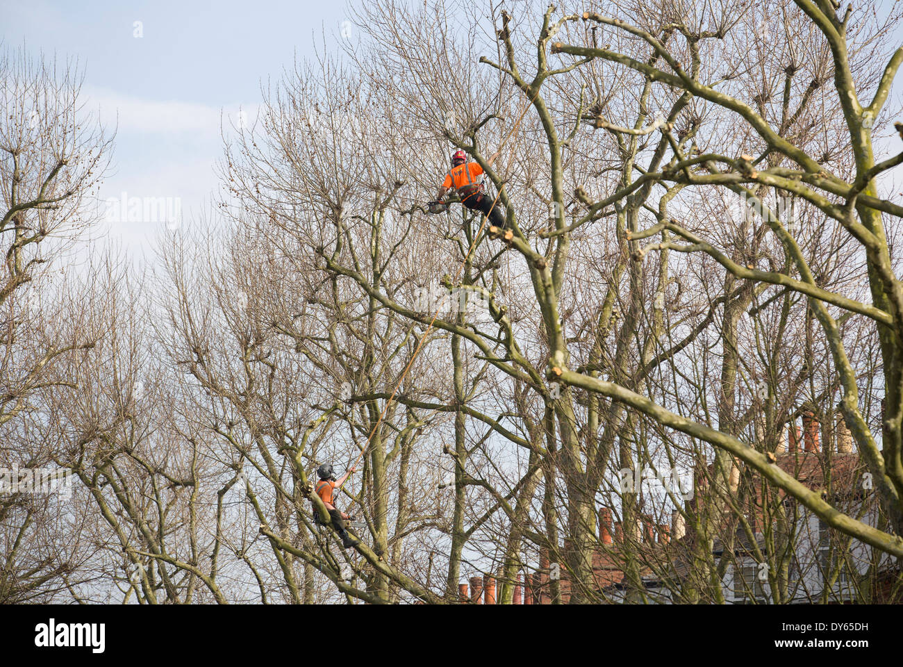 Regno Unito, Londra : Tree chirurghi al lavoro su una strada residenziale nel quartiere di Islington, Londra Nord su 17 Marzo, 2014. Foto Stock