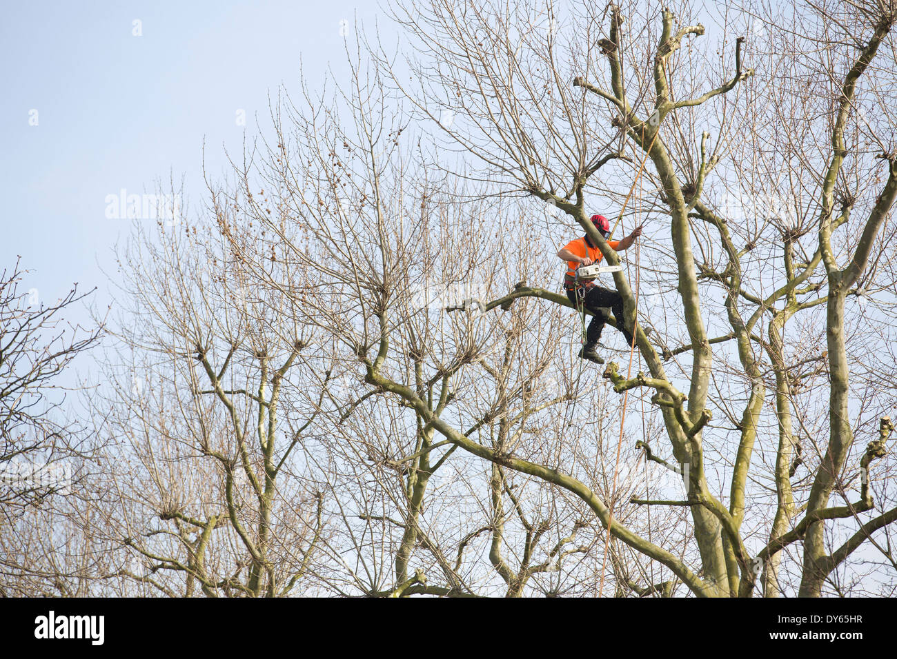 Regno Unito, Londra : Tree chirurghi al lavoro su una strada residenziale nel quartiere di Islington, Londra Nord su 17 Marzo, 2014. Foto Stock