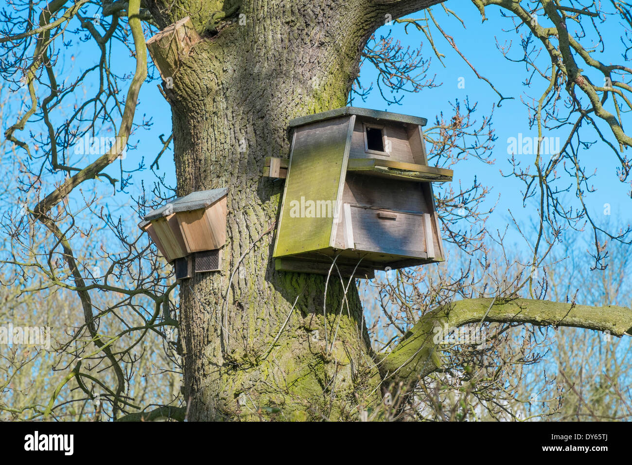 Barbagianni scatola di nido e scatole di Bat attaccata alla quercia Foto Stock