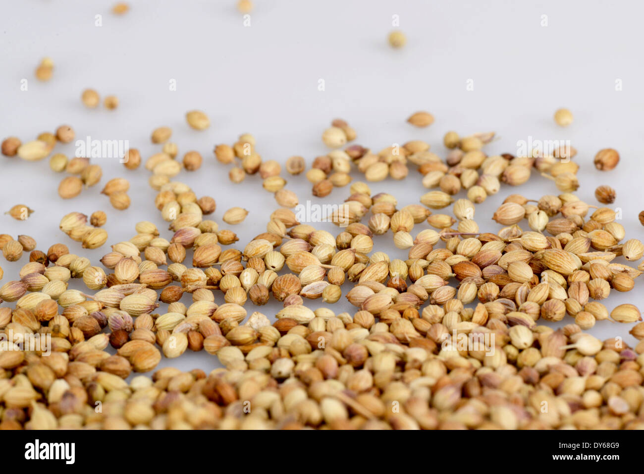 Seme di coriandolo sullo sfondo bianco Foto Stock