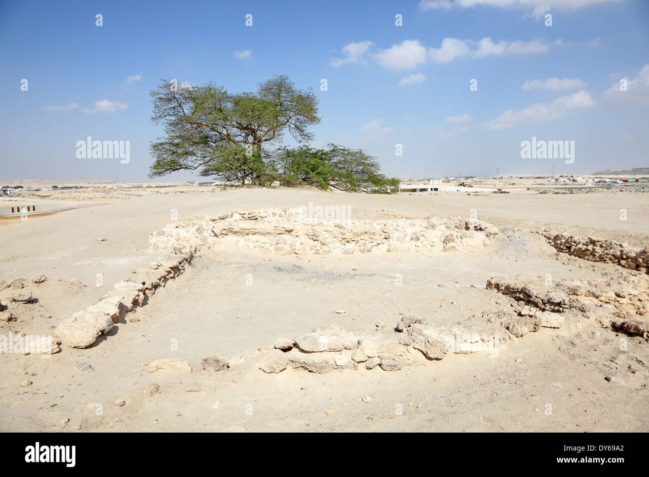 L'Albero della Vita nel deserto del Bahrain, Medio Oriente Foto Stock