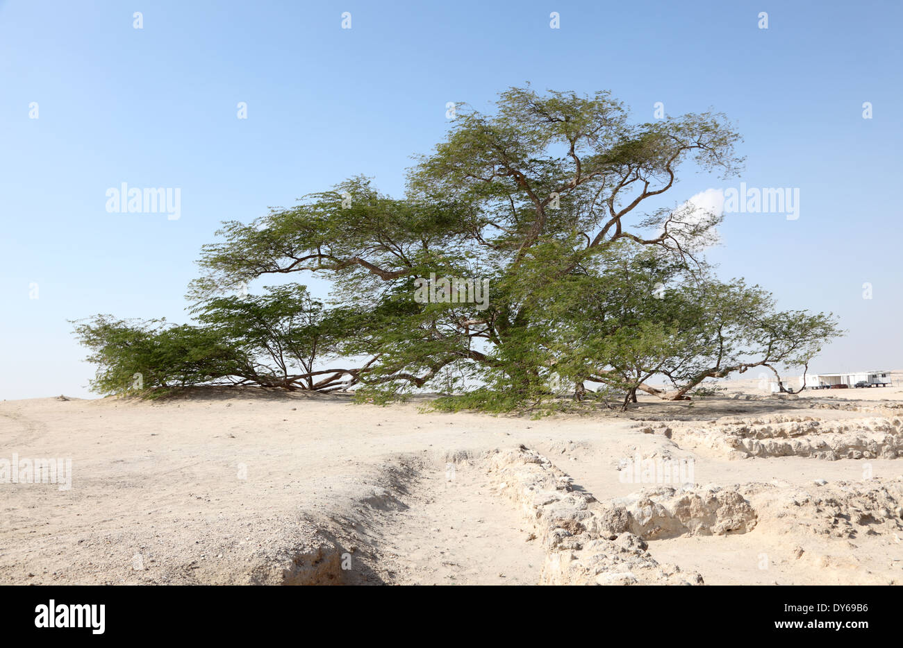 L'Albero della Vita nel deserto del Bahrain, Medio Oriente Foto Stock