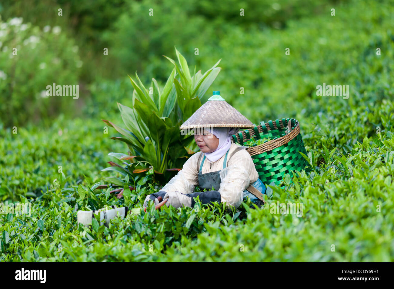 La donna la raccolta di tè (Camellia sinensis) sulla piantagione di tè vicino Ciwidey, West Java, Indonesia Foto Stock