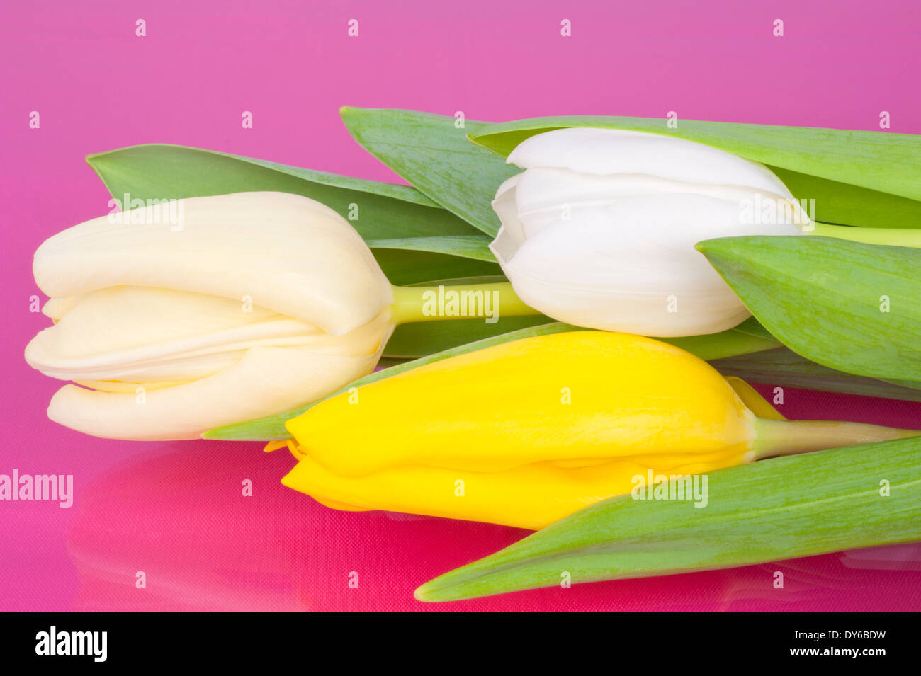 Bouquet di giallo e tulipani bianco su sfondo rosa Foto Stock