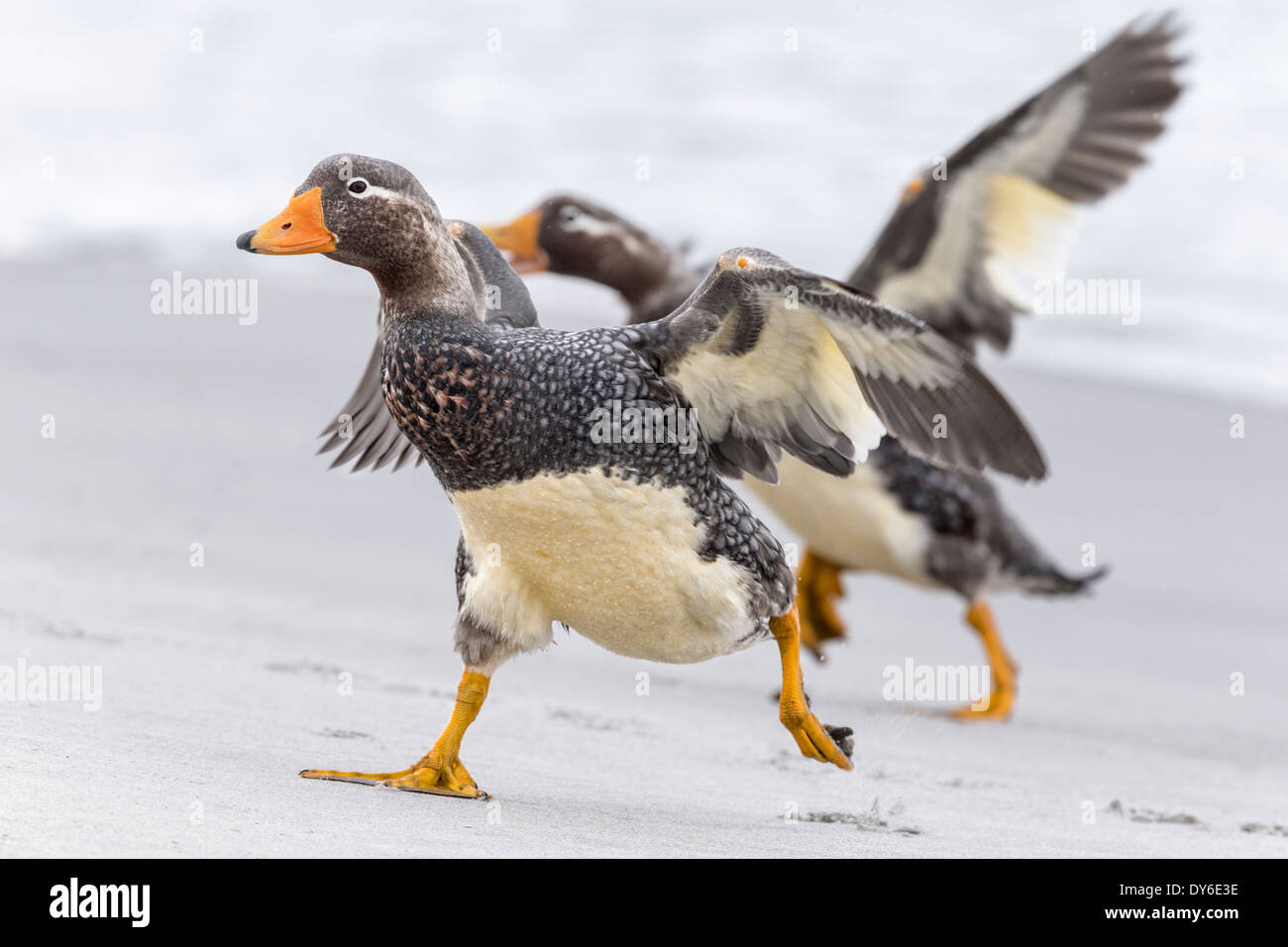 Falkland Flightless Steamer Duck Foto Stock