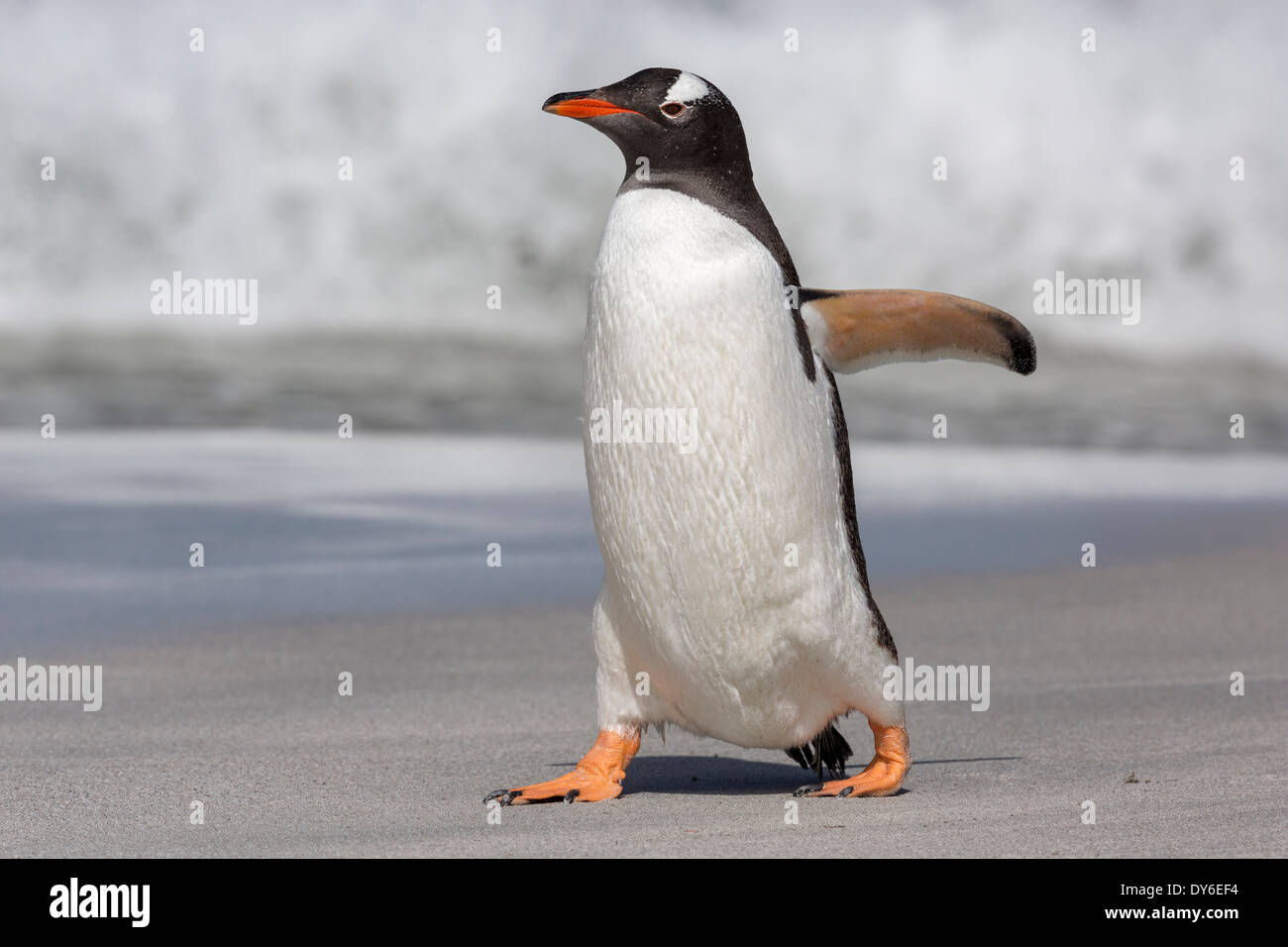 Pinguino Gentoo camminando in una spiaggia delle Falklands Foto Stock