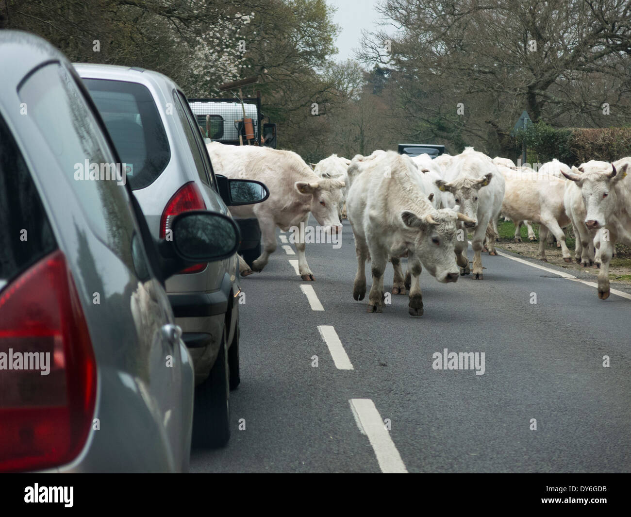 Capi di bestiame su strada nella nuova foresta 2014 Foto Stock