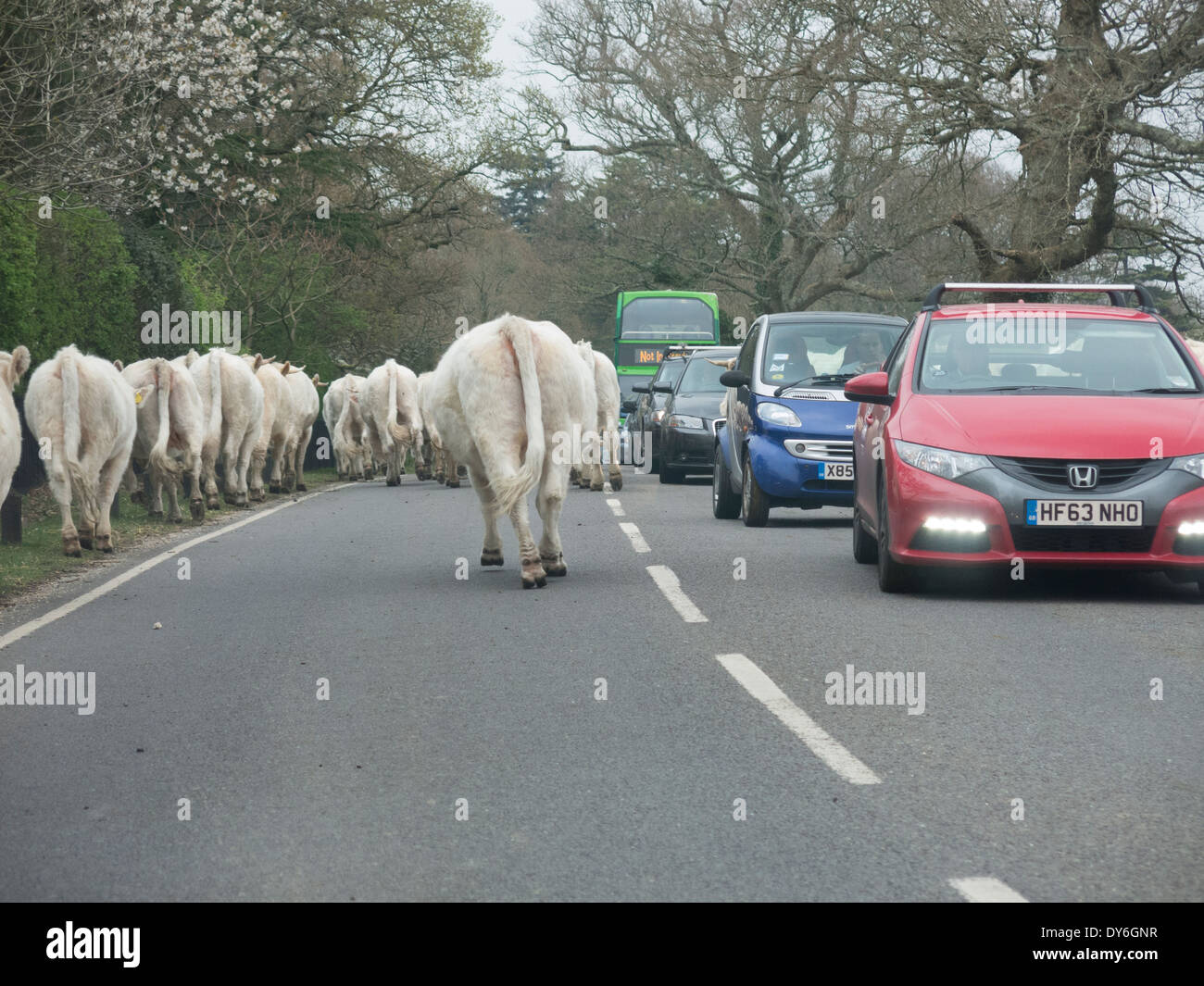 Capi di bestiame su strada nella nuova foresta 2014 Foto Stock