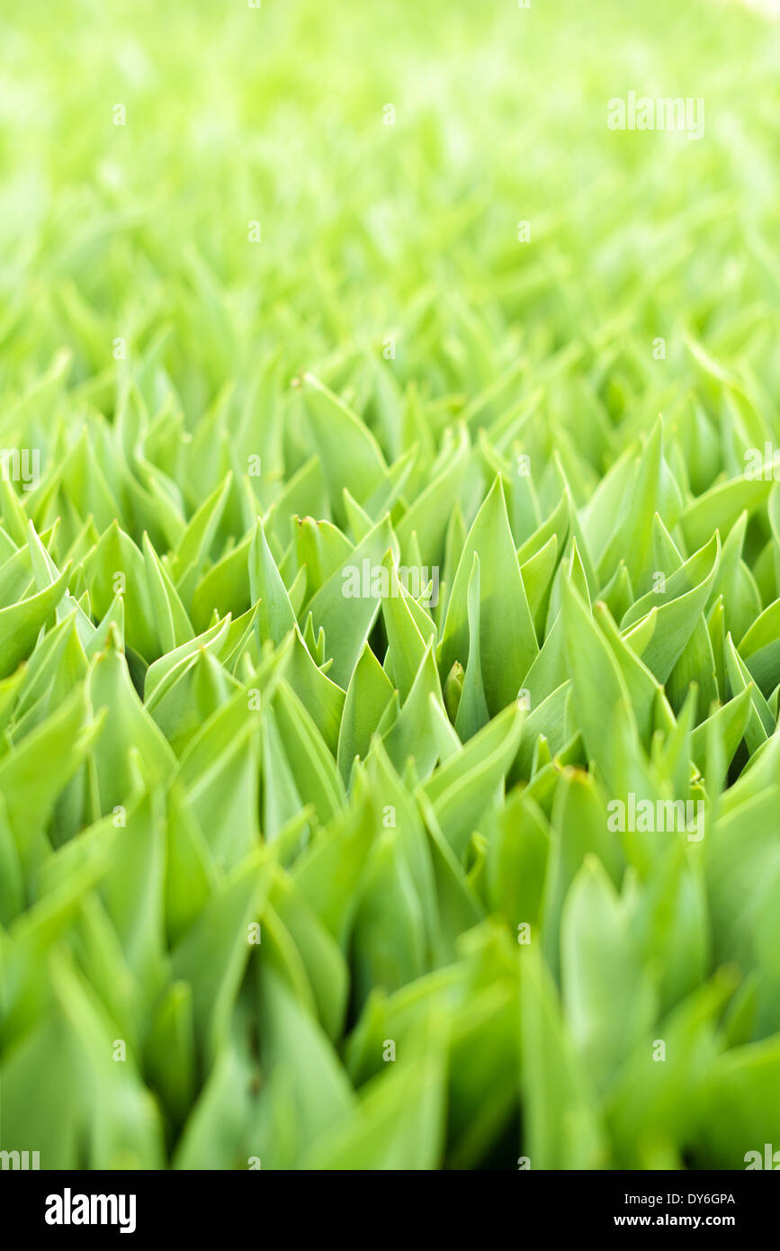 Gli sfondi e texture: erba verde close-up shot, luce solare, astratto modello naturale Foto Stock