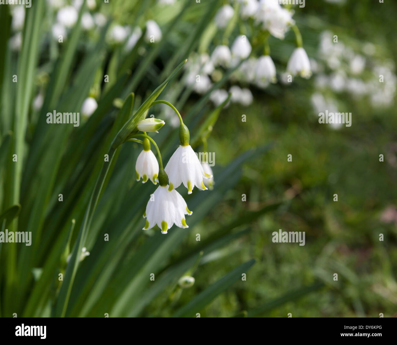 Il bianco e il verde snowdrops Spring - Kew Gardens, London, Regno Unito Foto Stock