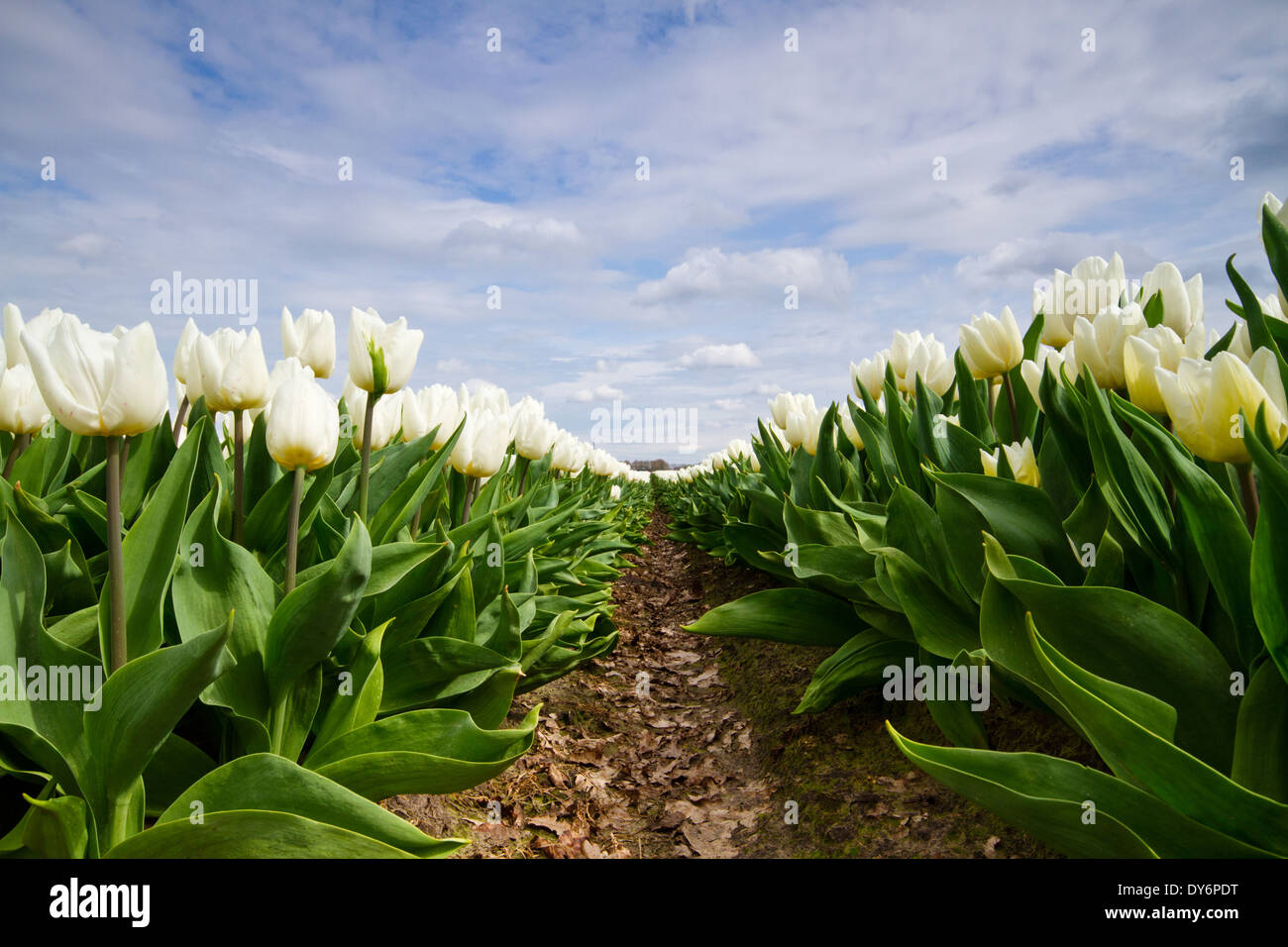 Campo di tulipani bianco in orticoltura Foto Stock