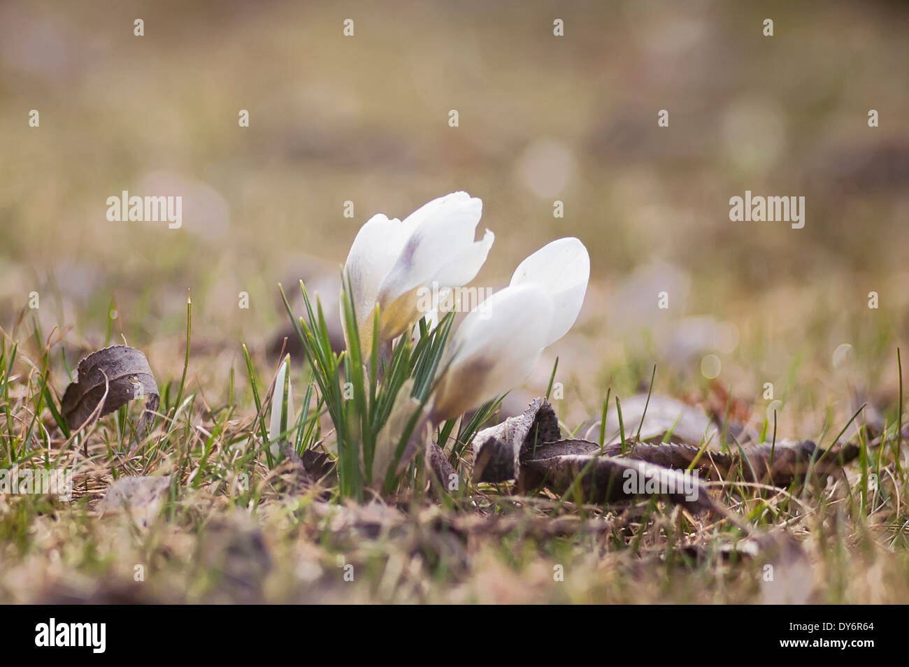 Fiori di Primavera narcisi Foto Stock