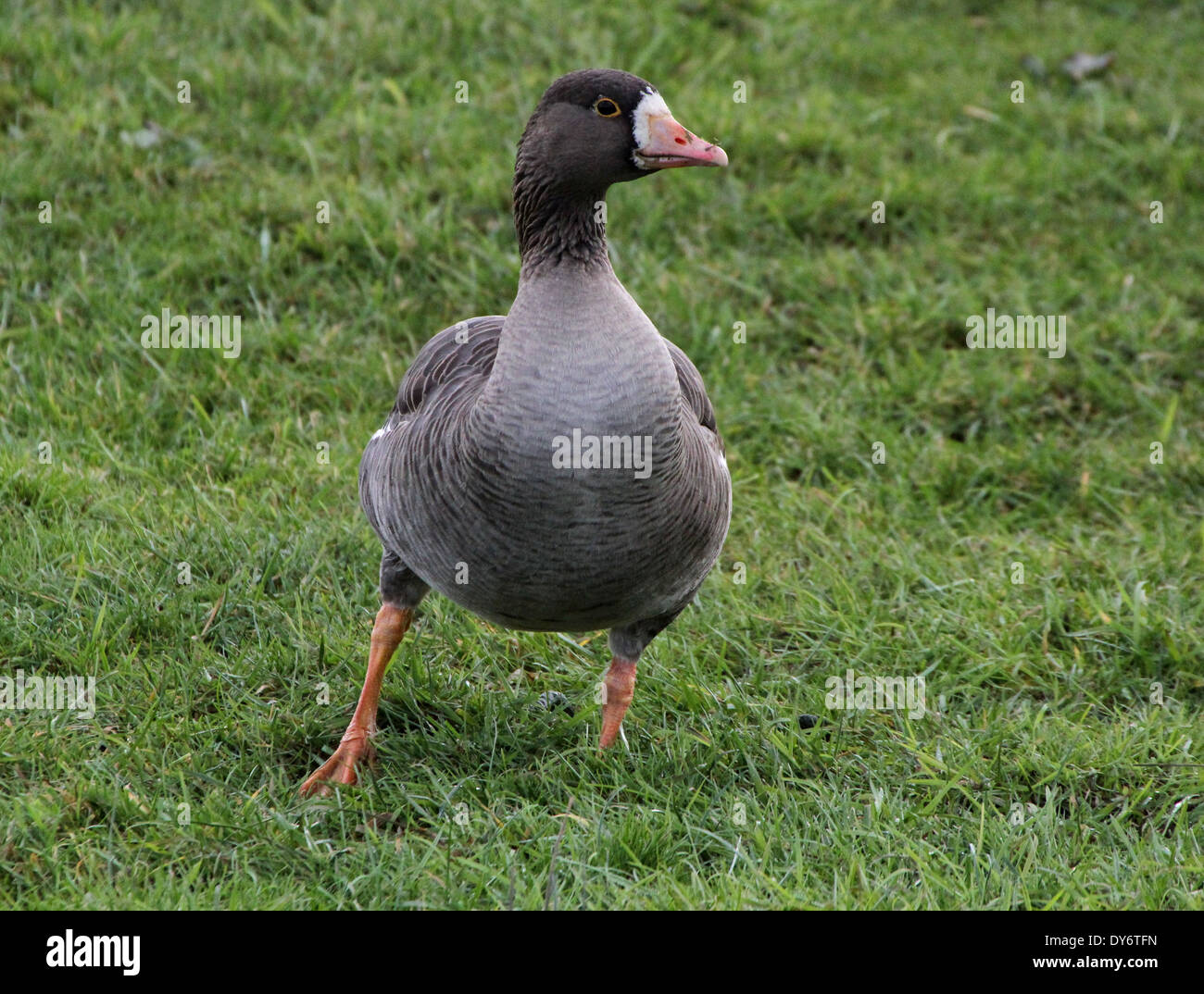 Maggiore bianco-fronteggiata Goose (Anser Albifrons) foraggio Foto Stock