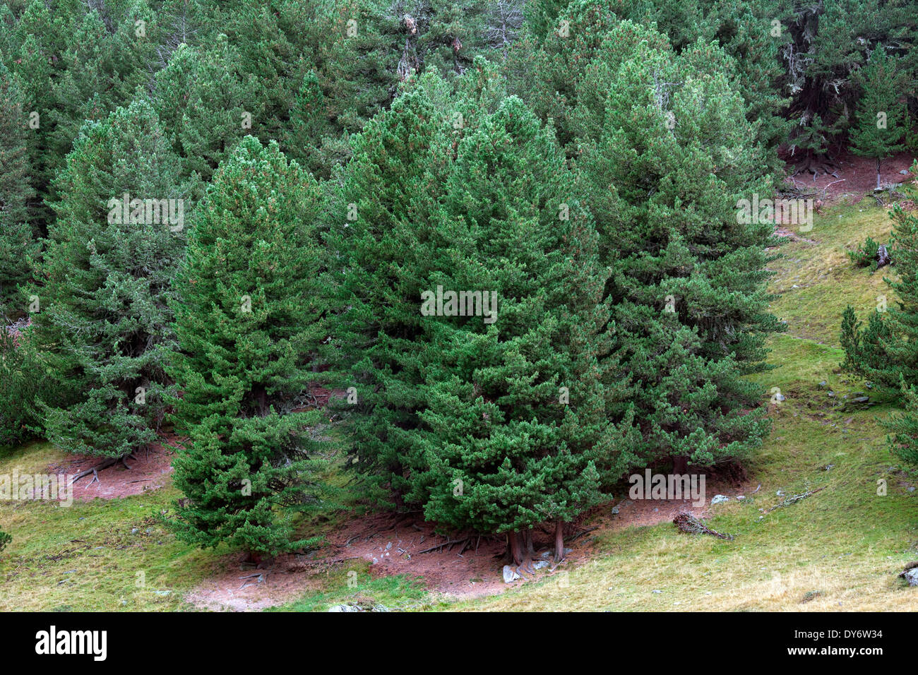 Pini cembri / pino cembro / Arolla pine (Pinus cembra) crescente sul pendio di montagna nelle Alpi svizzere, Svizzera Foto Stock