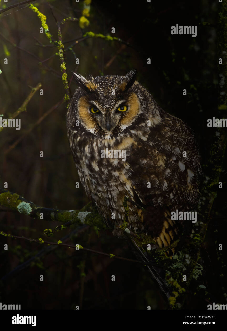 Gufo comune Foto Stock