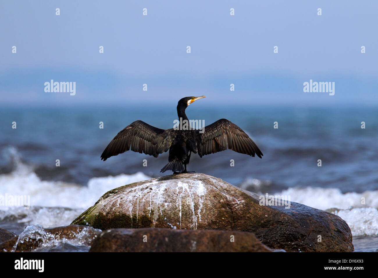 Cormorano (Phalacrocorax carbo) su roccia asciugando le sue ali spiegate nel vento in mare Foto Stock