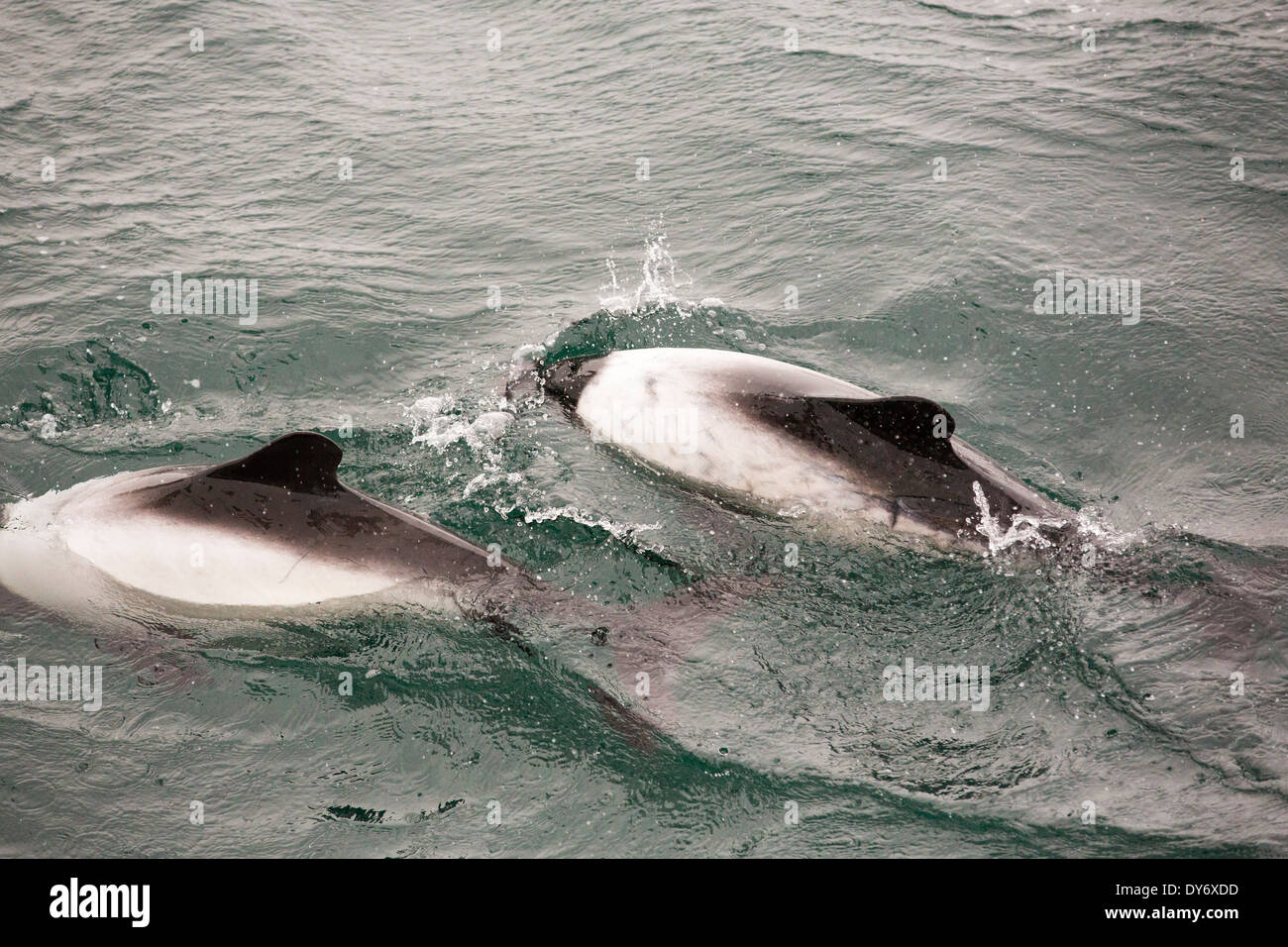 Commerson's delfini intorno a una barca off Isole Falkland. Foto Stock