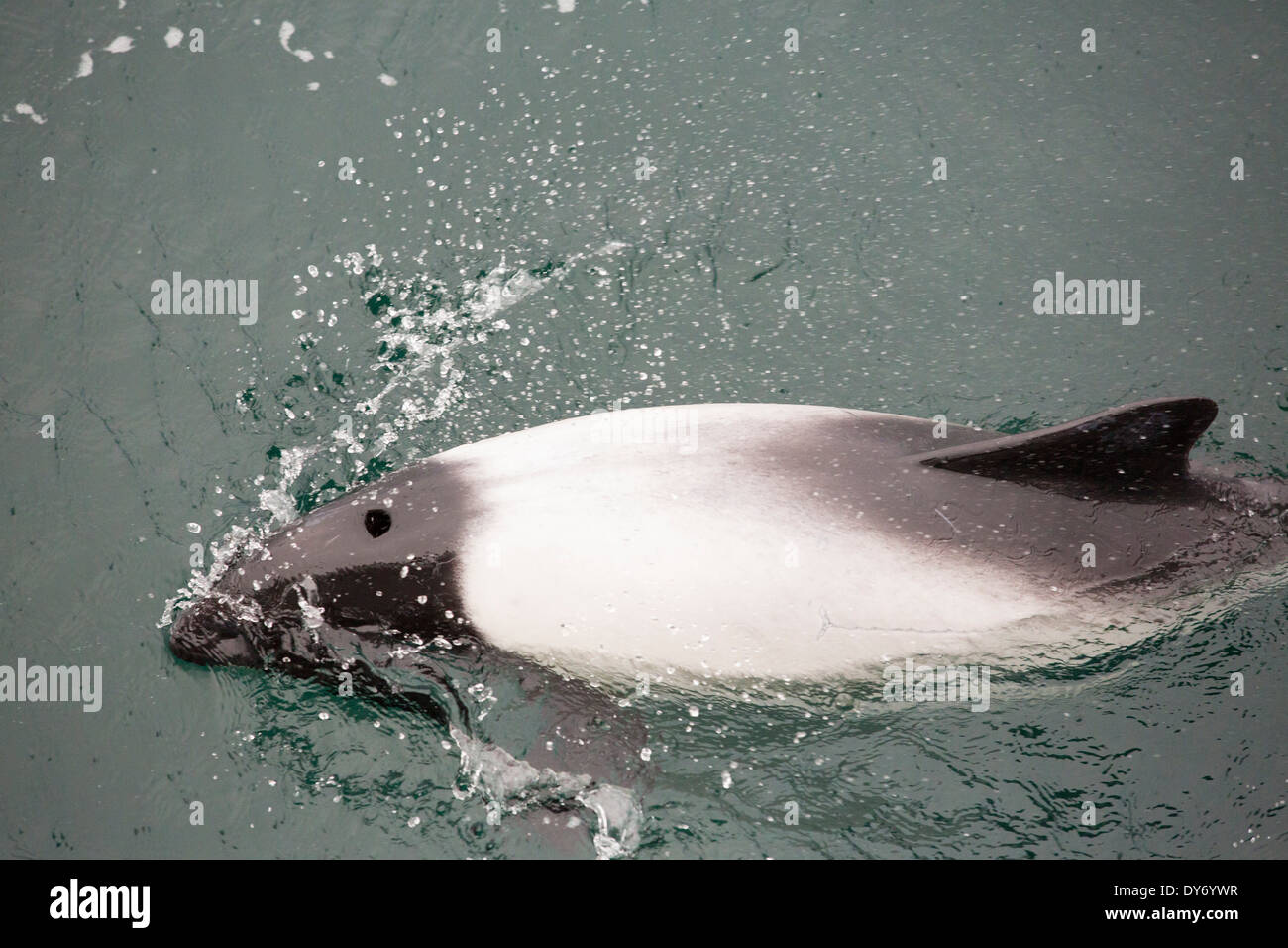 Commerson's delfini intorno a una barca off Isole Falkland. Foto Stock
