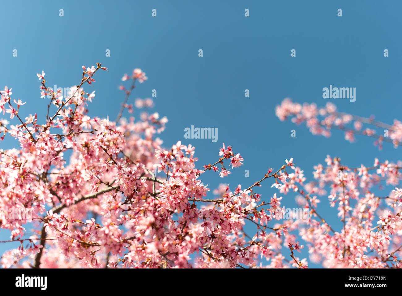 WASHINGTON DC, Stati Uniti d'America - splendide fioriture primaverili di fioritura ciliegio si stagliano contro un cielo blu chiaro in primavera. Prese con una profondità di campo ridotta con il fuoco selettivo. Foto Stock