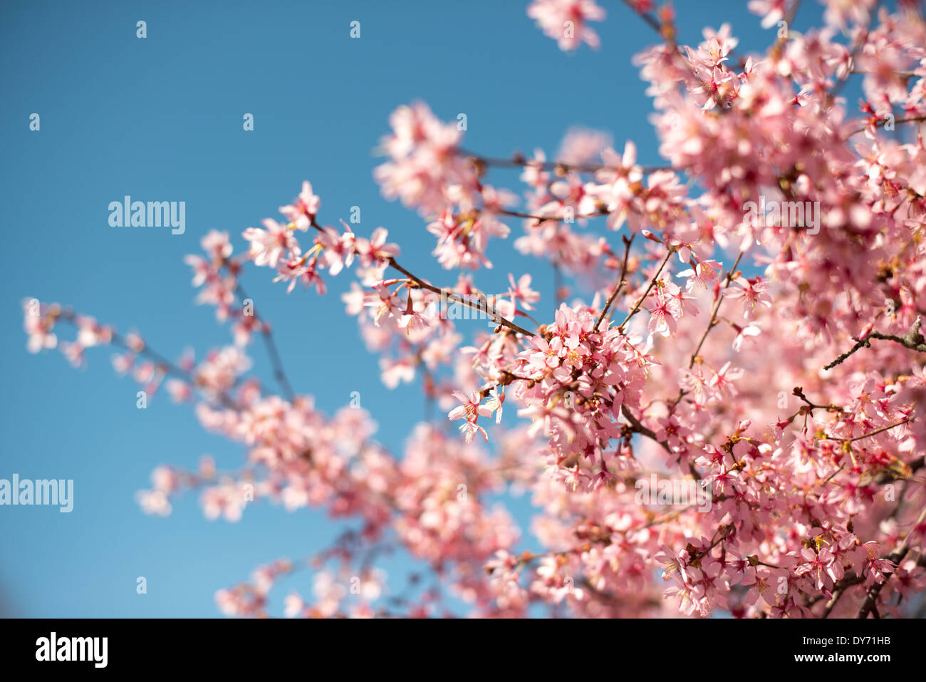 WASHINGTON DC, Stati Uniti d'America - splendide fioriture primaverili di fioritura ciliegio si stagliano contro un cielo blu chiaro in primavera. Foto Stock