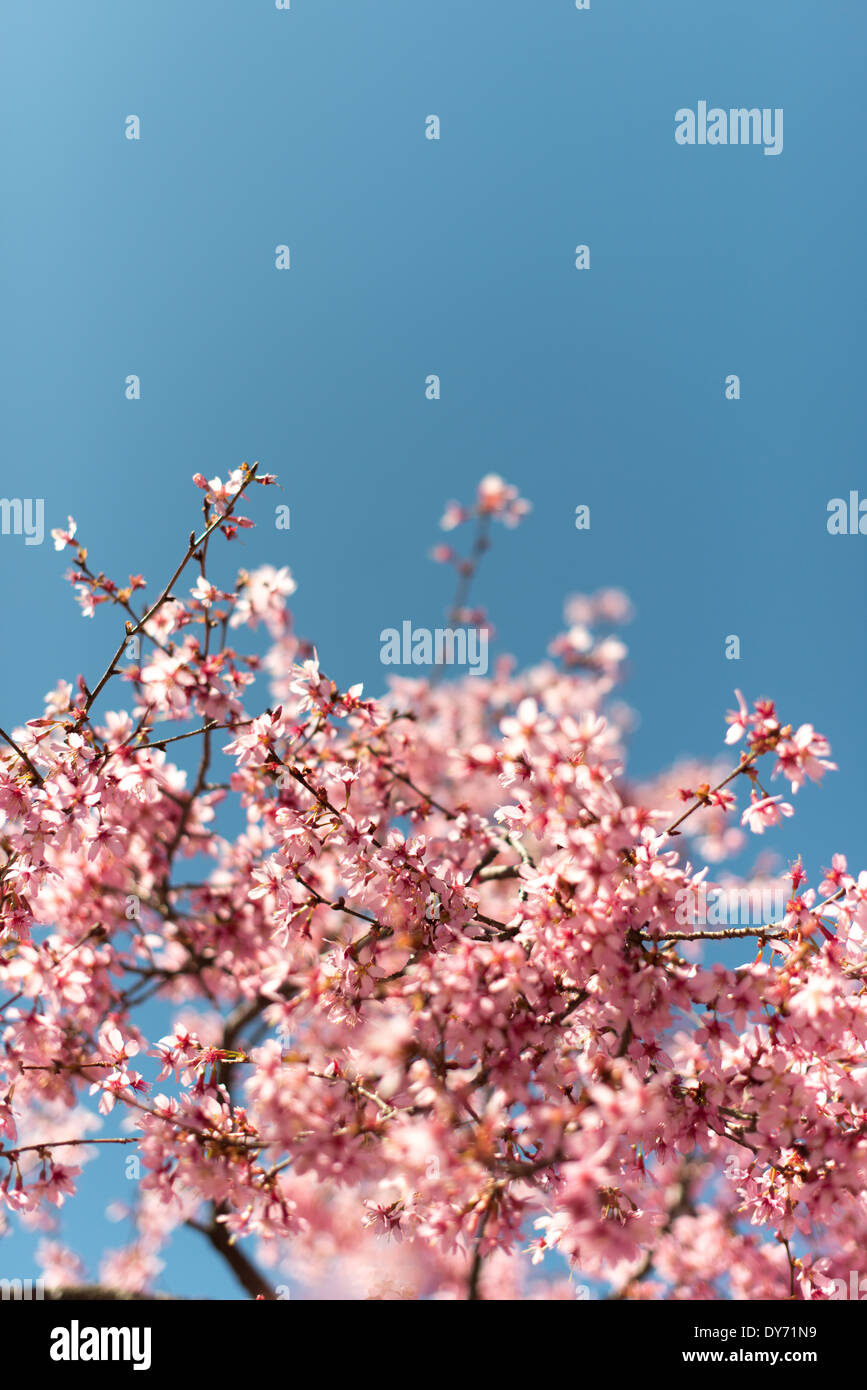 WASHINGTON DC, Stati Uniti d'America - splendide fioriture primaverili di fioritura ciliegio si stagliano contro un cielo blu chiaro in primavera. Prese con una profondità di campo ridotta con il fuoco selettivo. Foto Stock