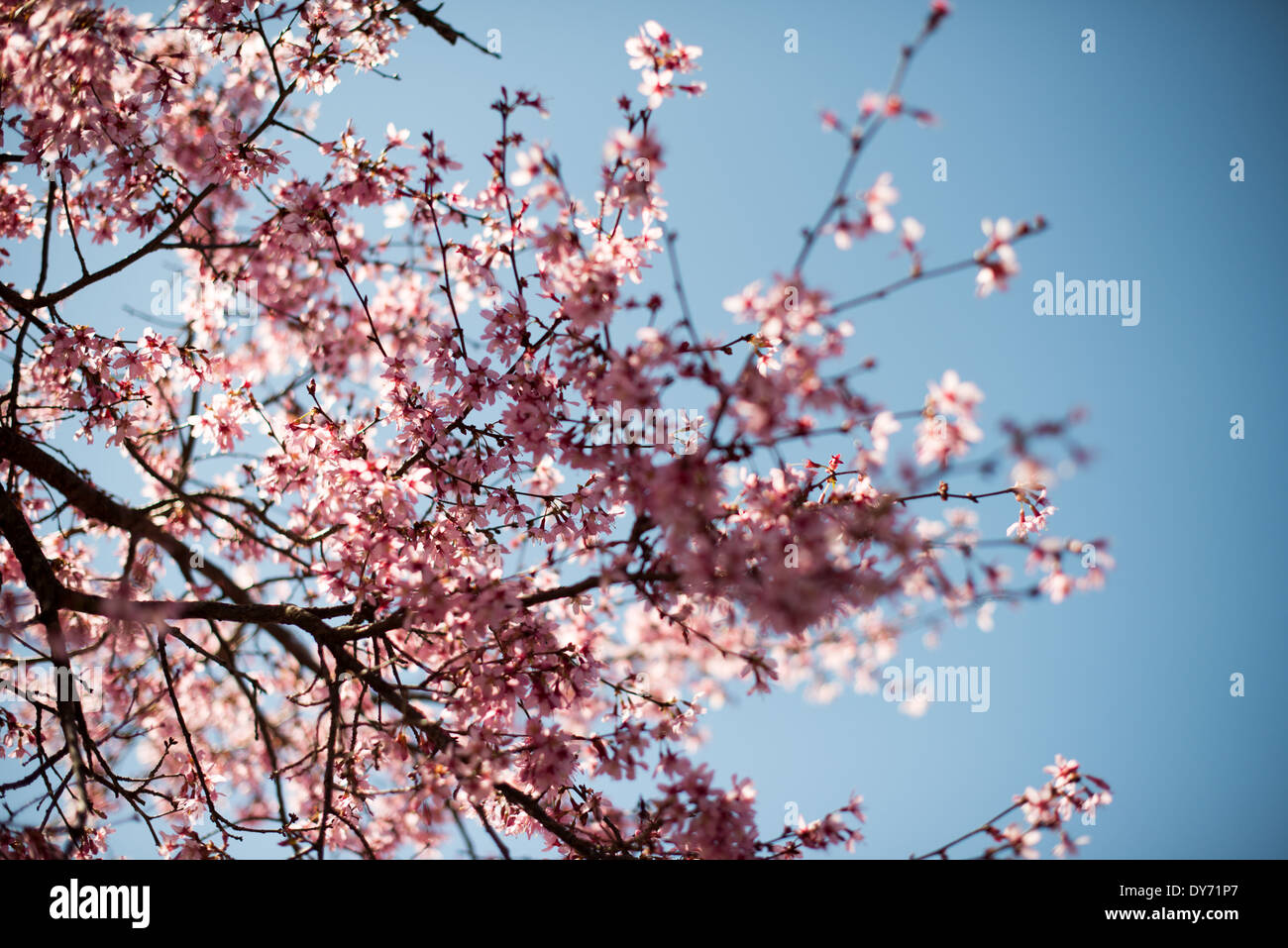 WASHINGTON DC, Stati Uniti d'America - splendide fioriture primaverili di fioritura ciliegio si stagliano contro un cielo blu chiaro in primavera. Foto Stock