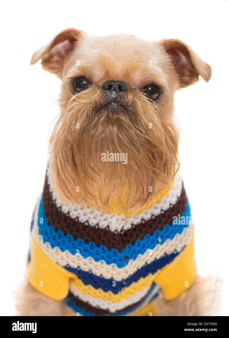 Cane di razza Griffon Bruxellois, isolato su bianco Foto Stock