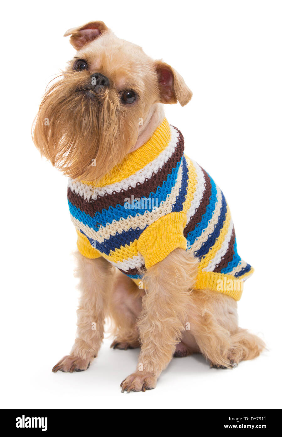 Cane di razza Griffon Bruxellois, isolato su bianco Foto Stock