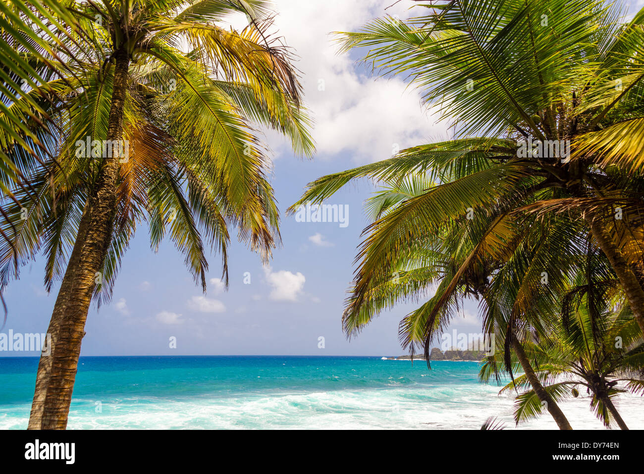 Caraibi seascape incorniciato da palme in Capurgana, Colombia Foto Stock